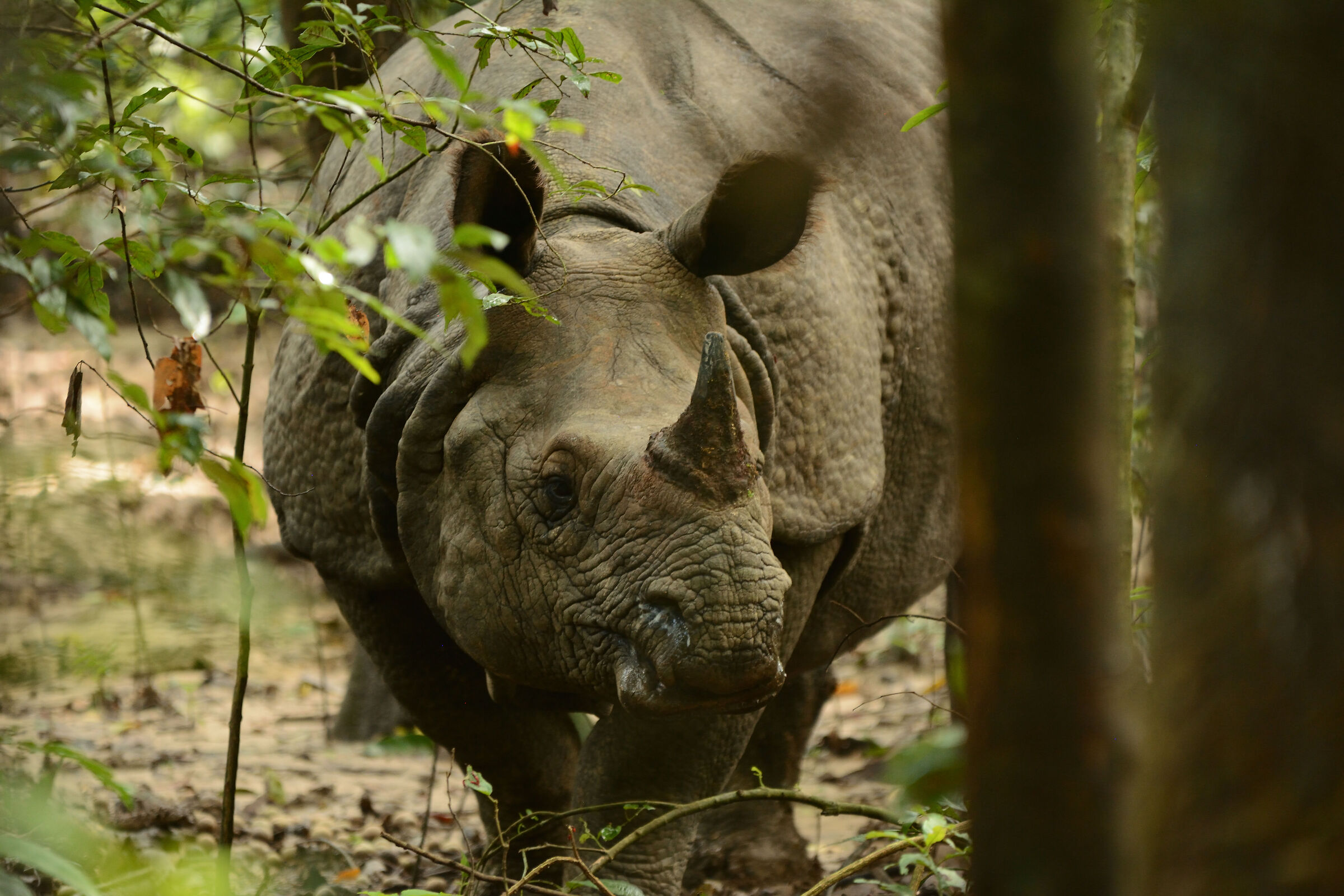 Chitwan National Park, an Asian rhinoceros