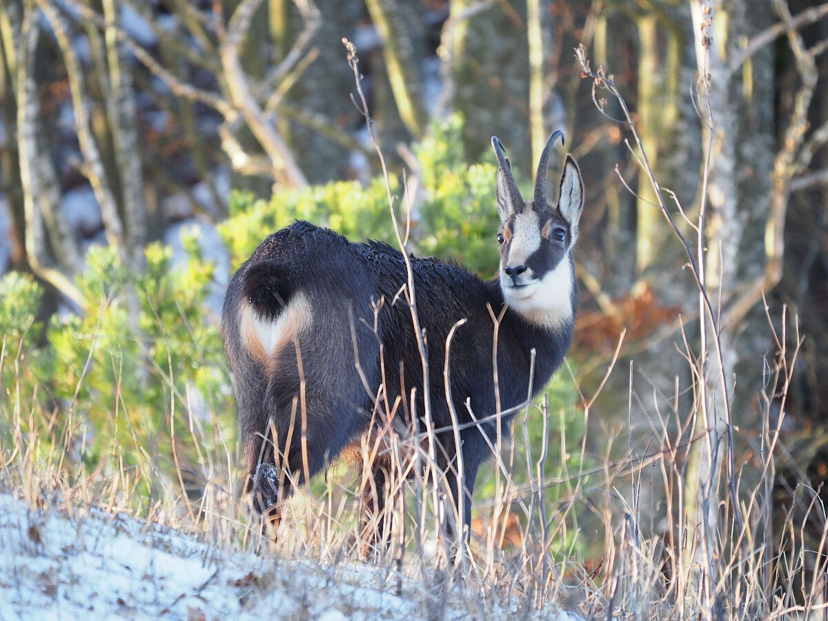 One last look before disappearing into the woods