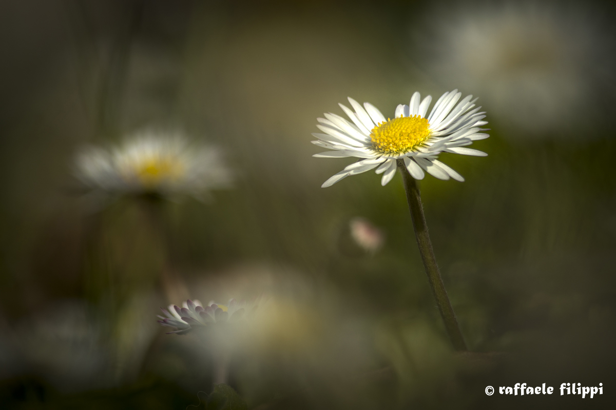 Margherita, from the point of view of the ant