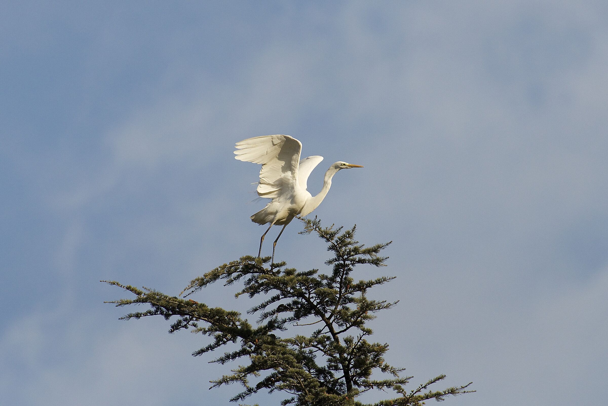 airone bianco maggiore