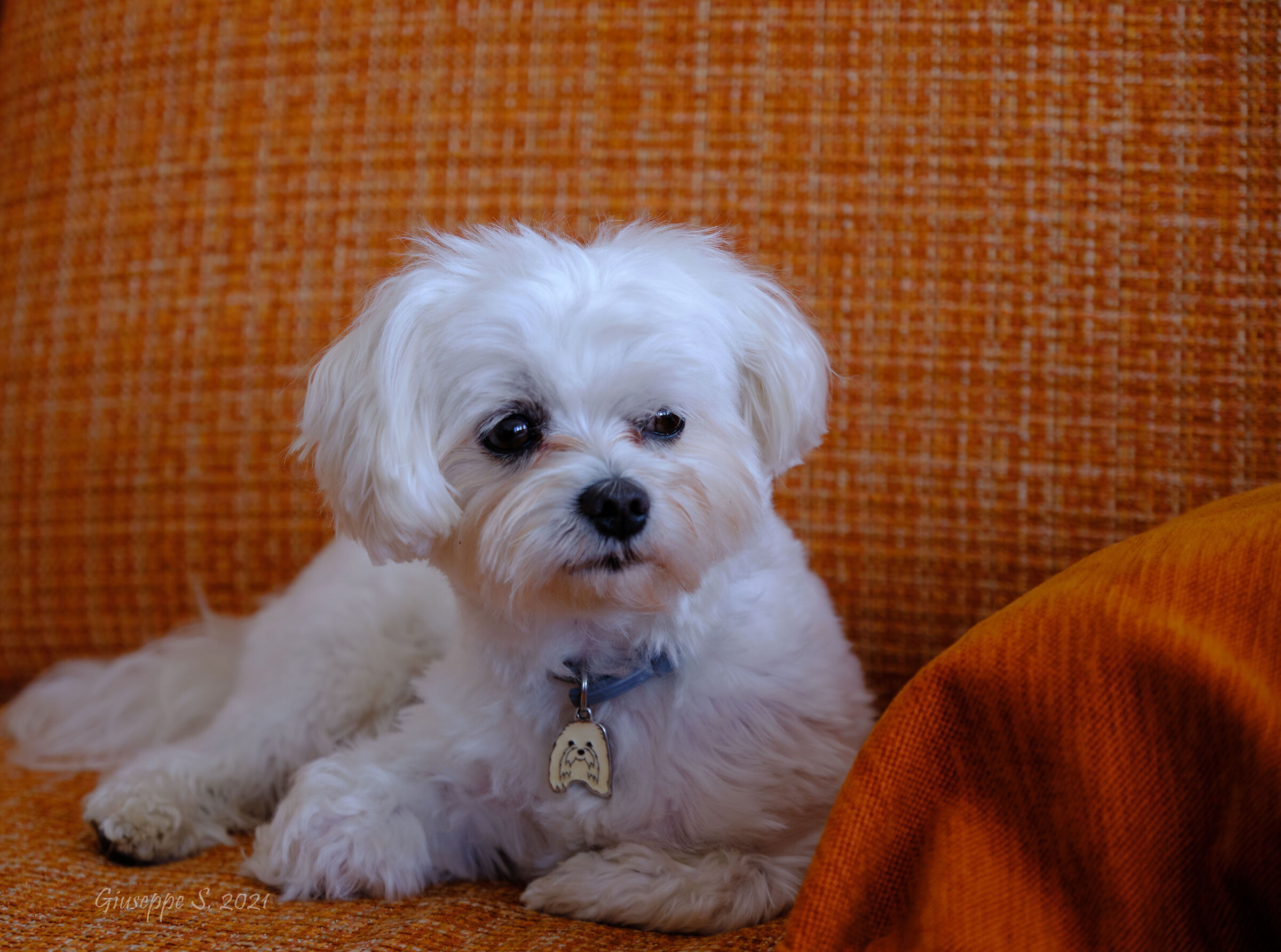 The Prince of the House