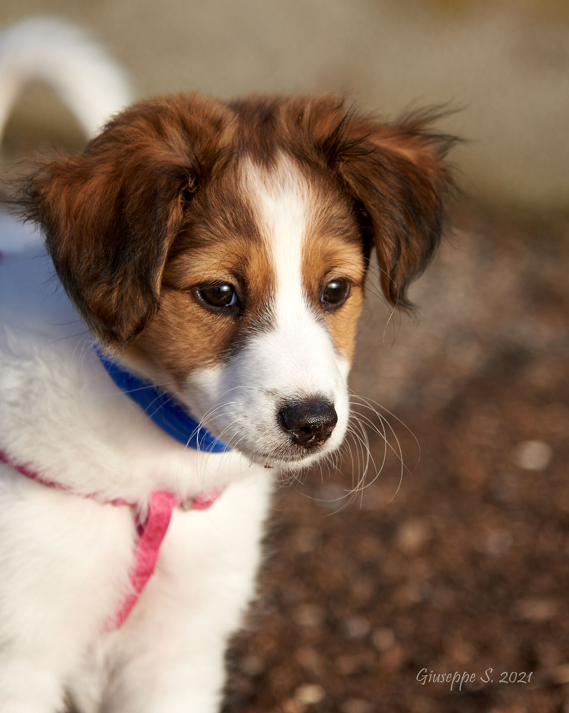 The Sweet-Eyed Meticcia