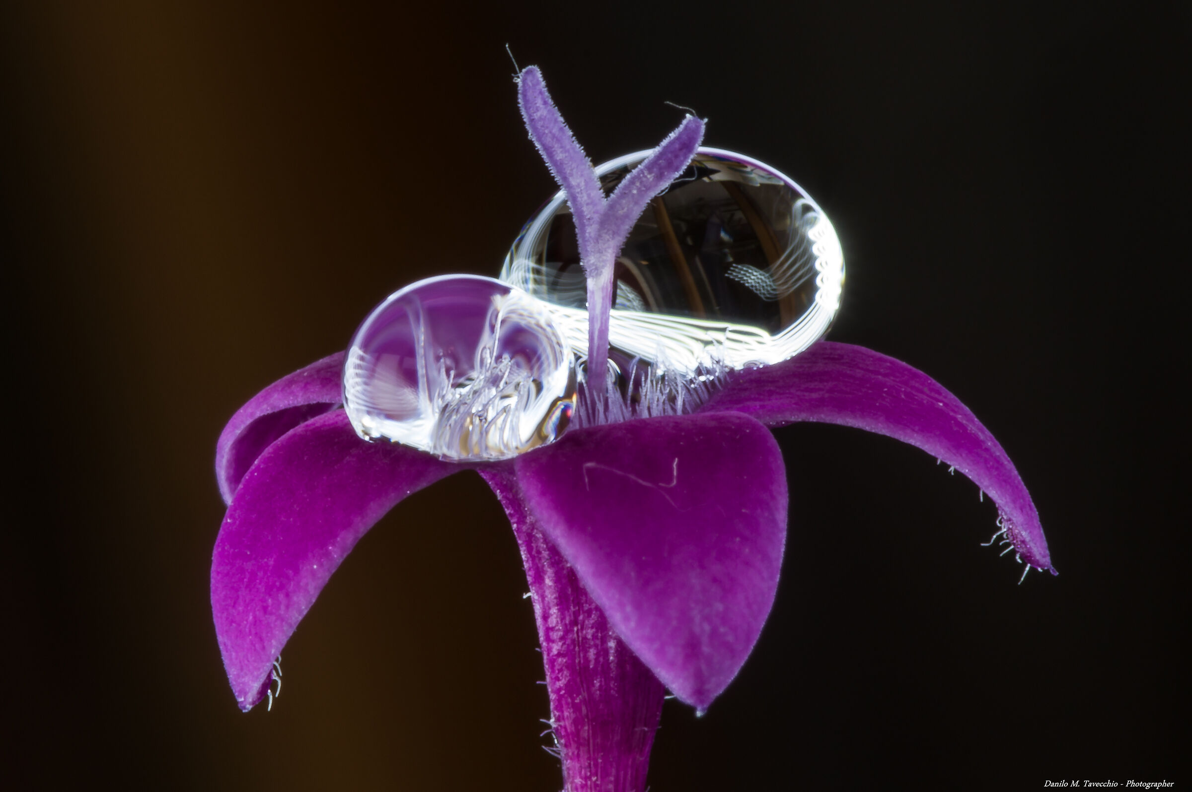 Pentax (dedicato alle defunta K3)