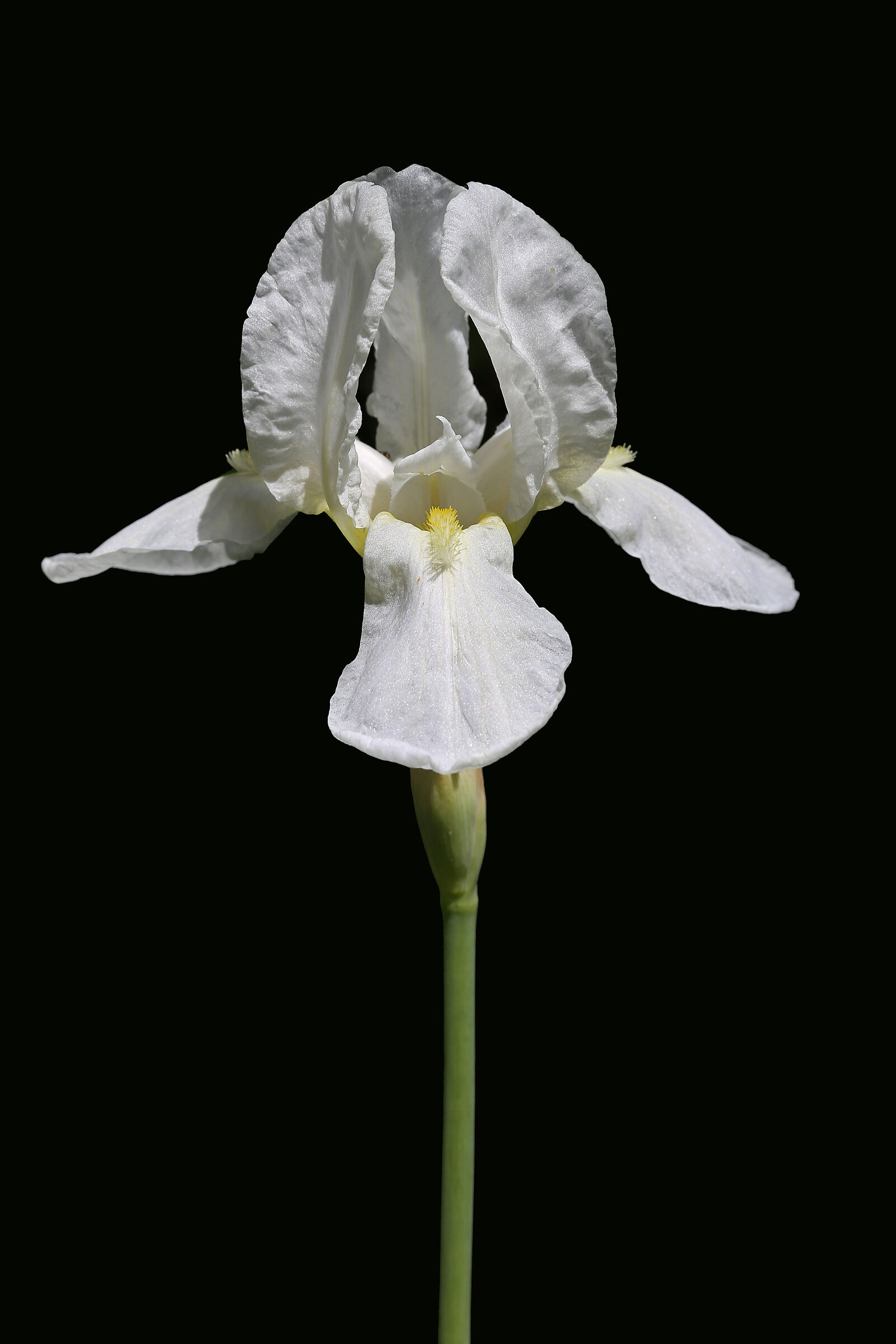 iris bianco