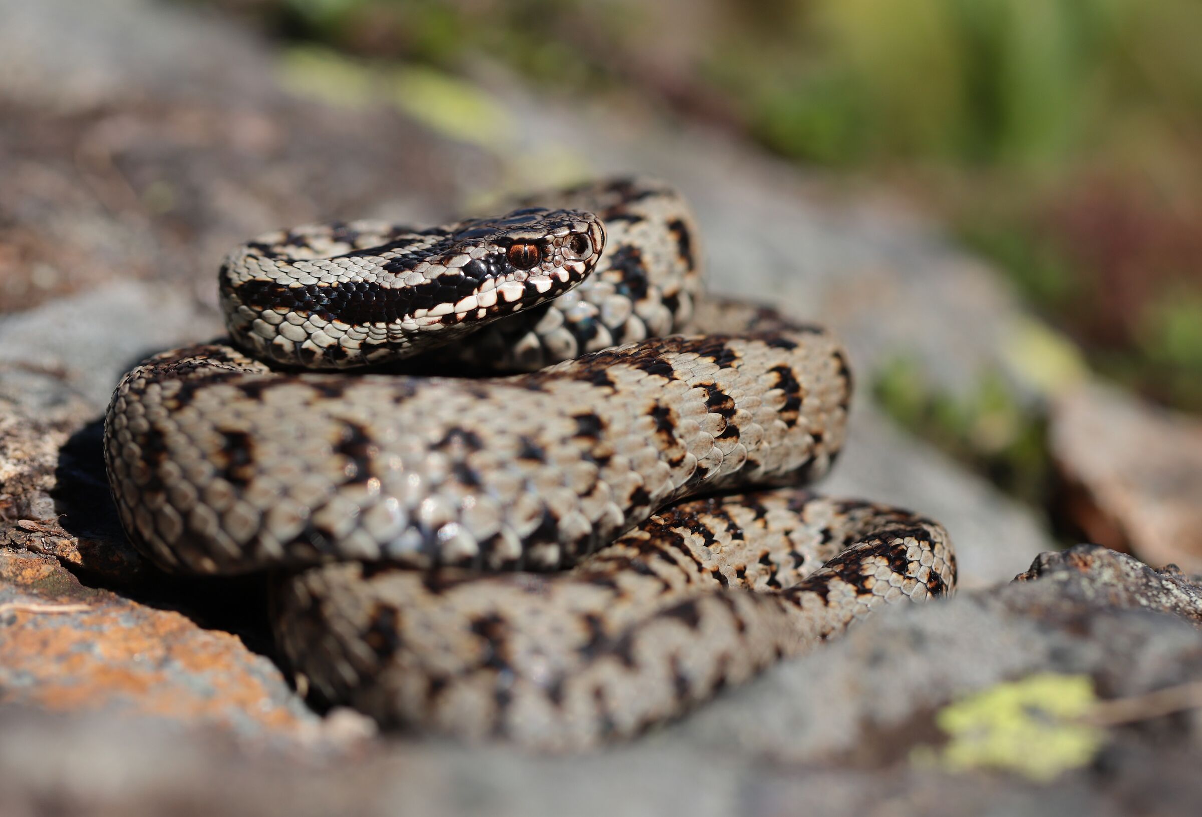 Vipera berus ssp. berus, maschio