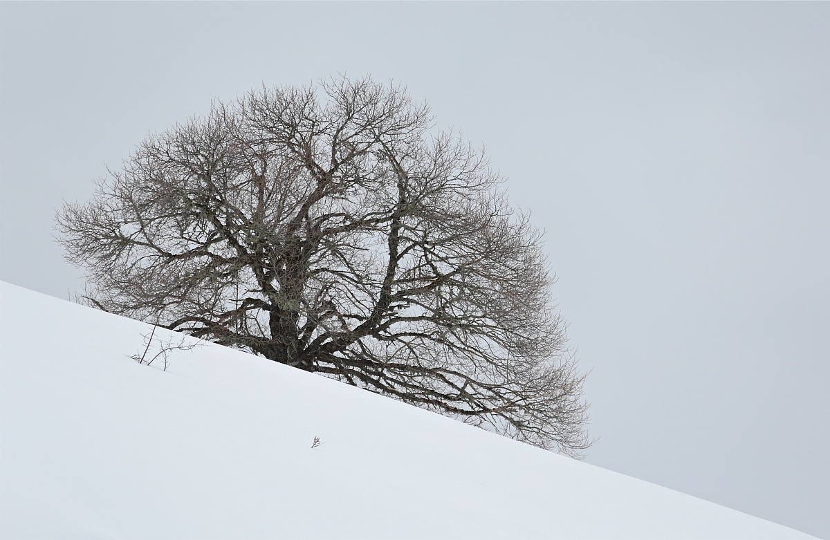 Albero nel bianco
