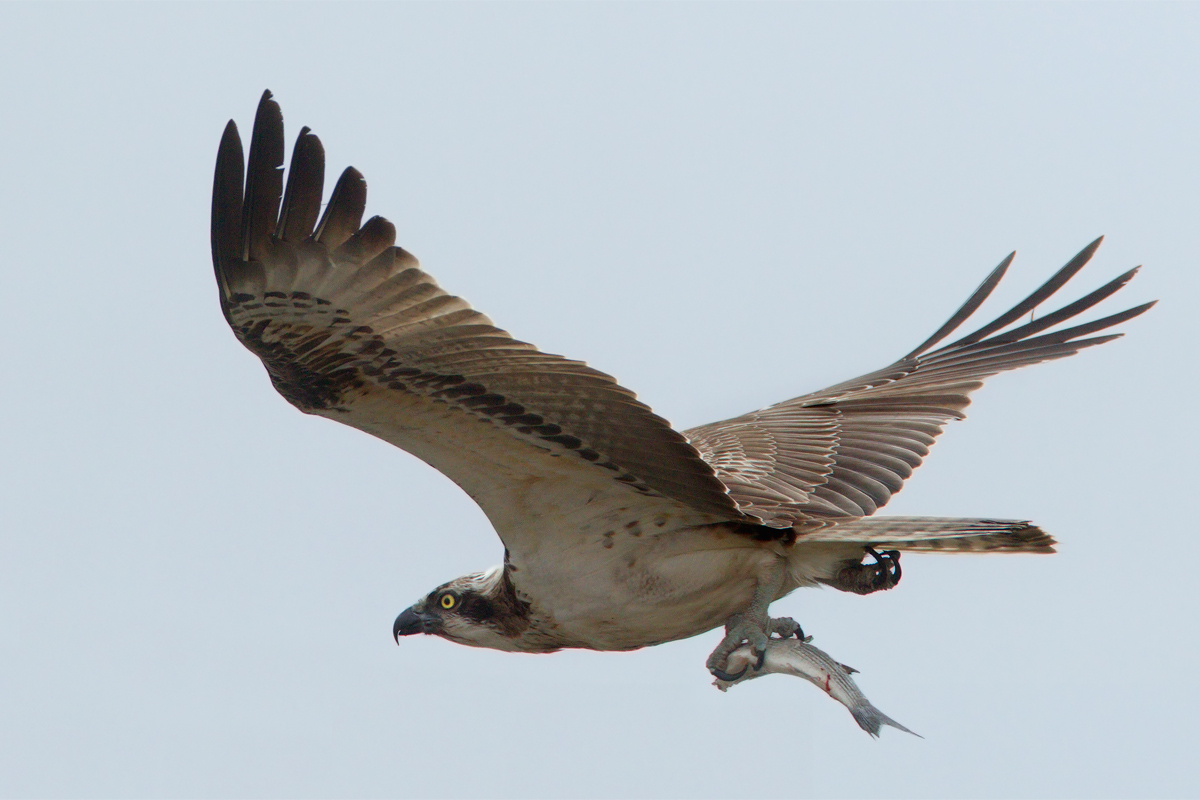 Falco pescatore con preda