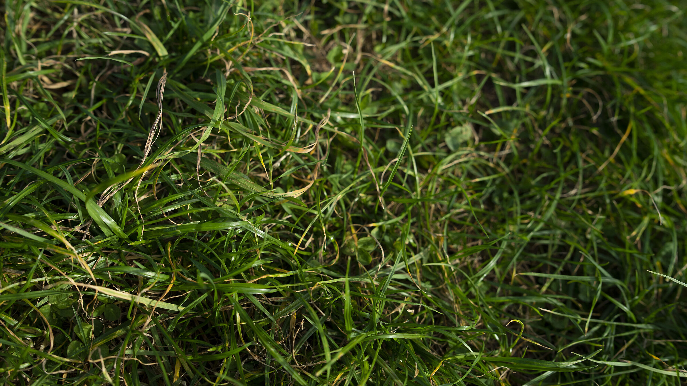 Grass