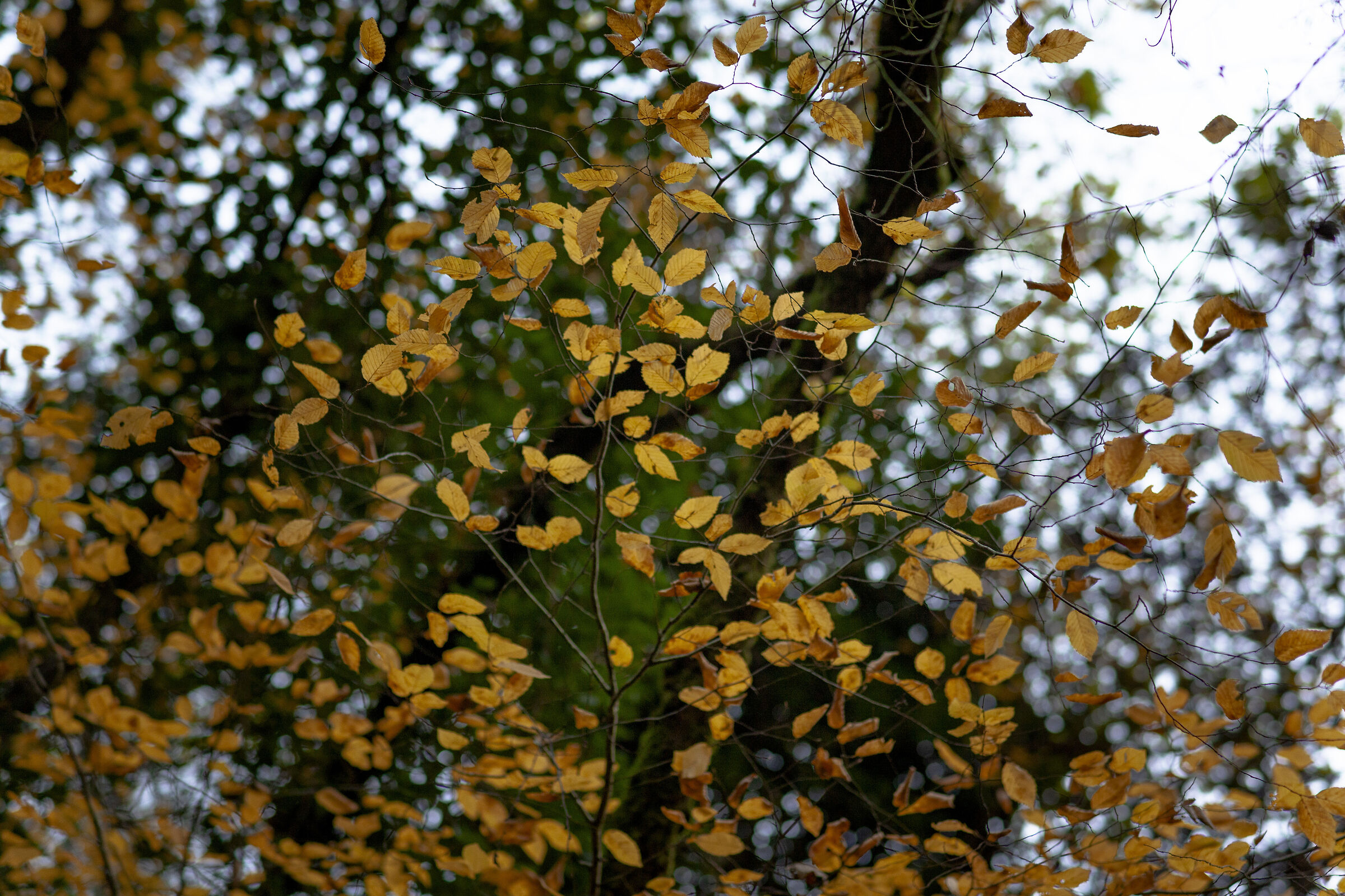 Come uno specchio d'acqua