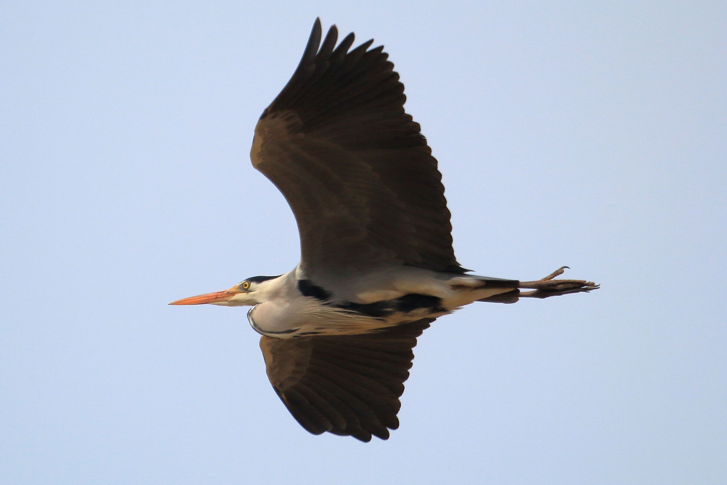 Airone Cenerino