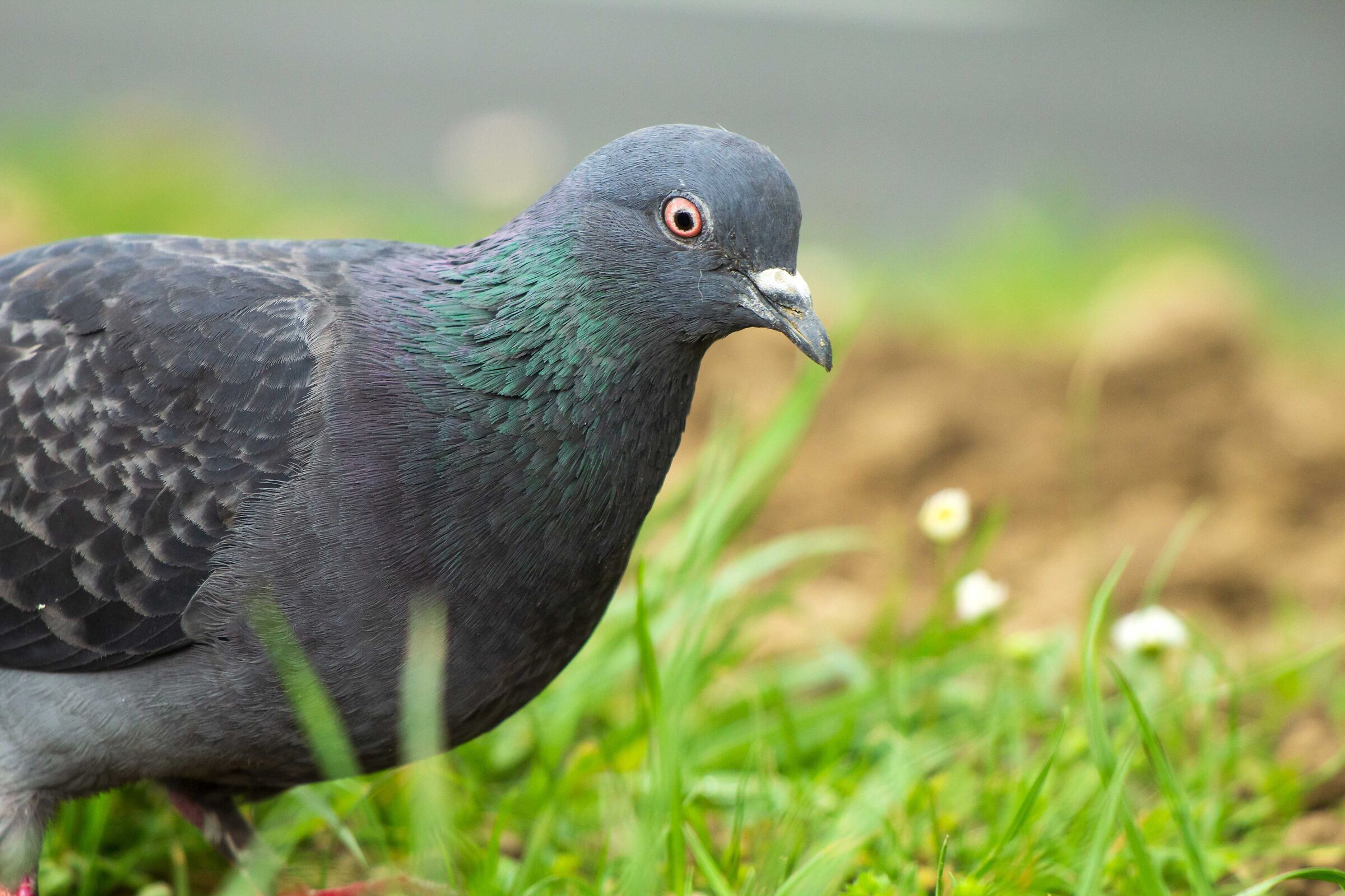 Pigeon