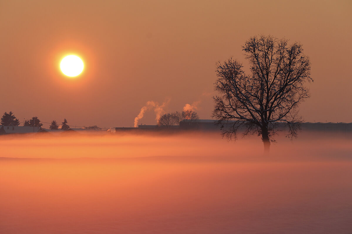 the tree and the factory