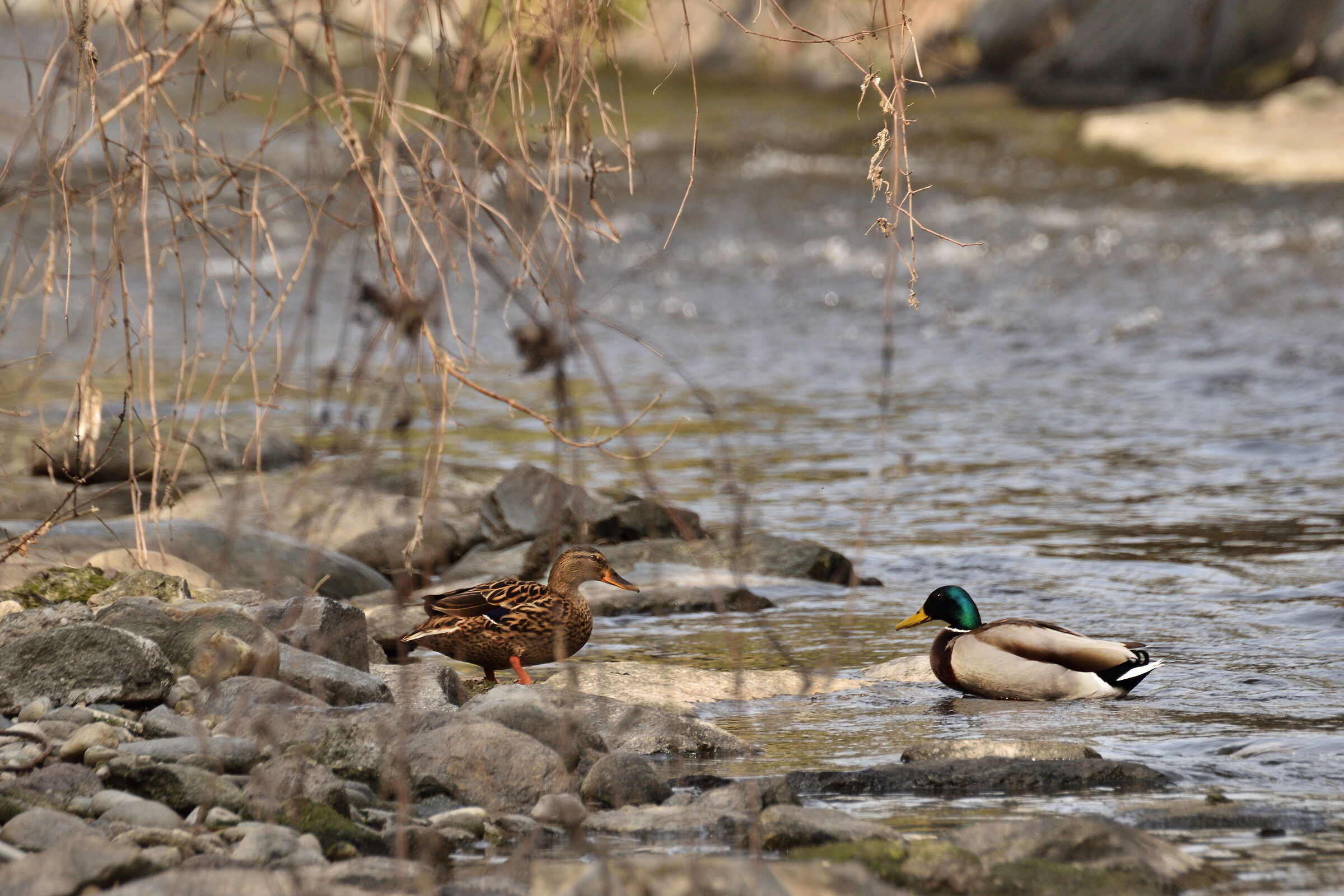 incontro al torrente