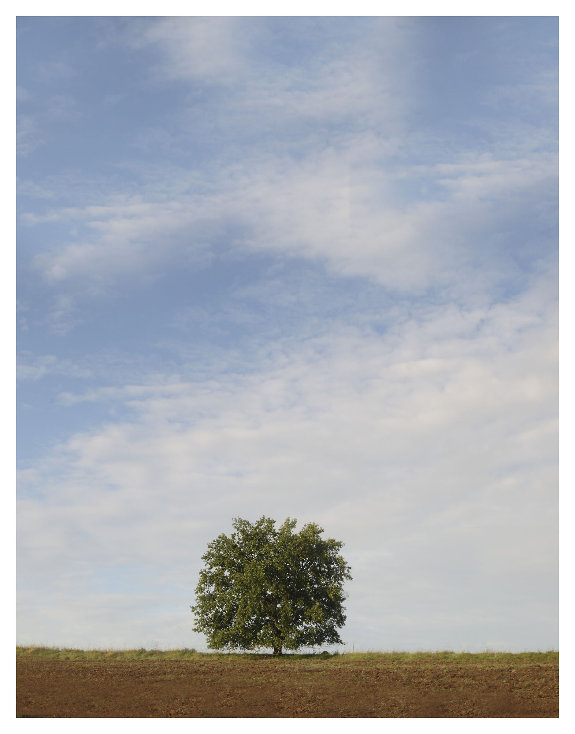 Lonely tree