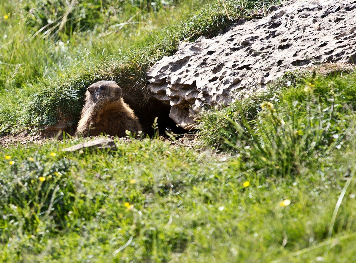 marmot