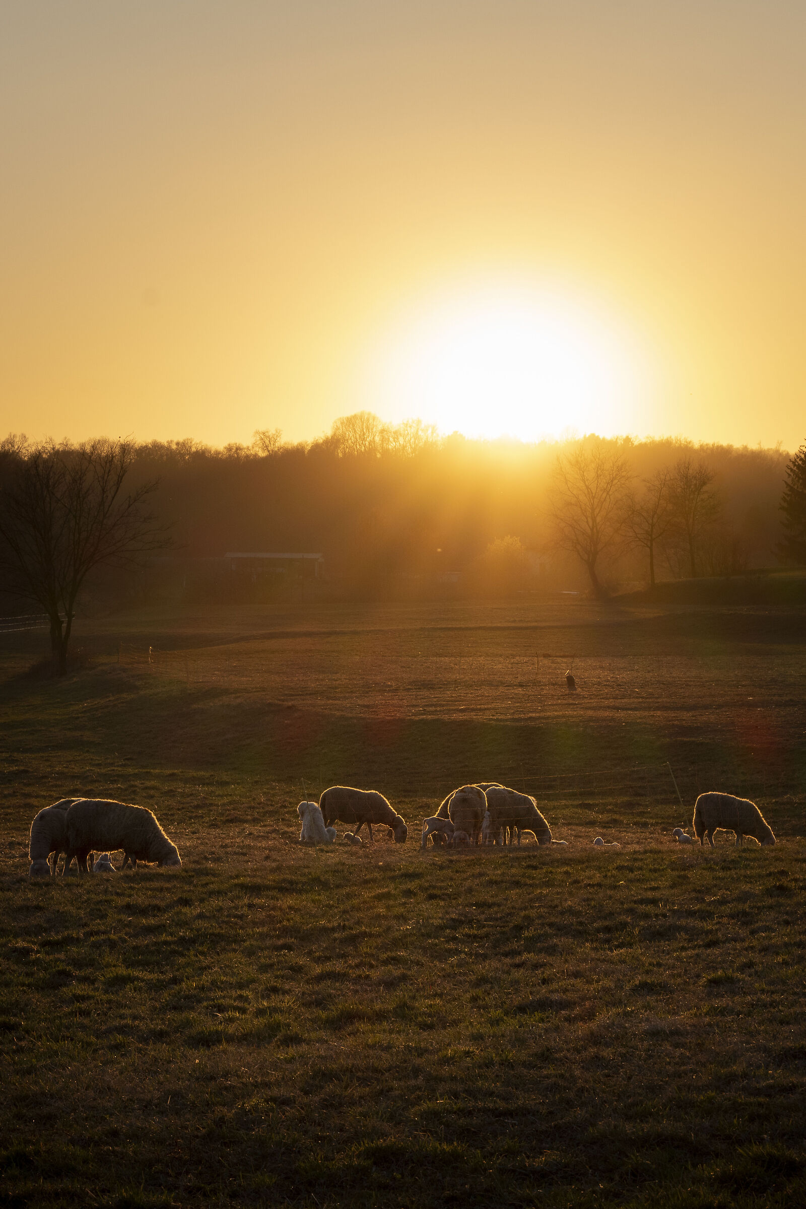 Fine giornata al pascolo