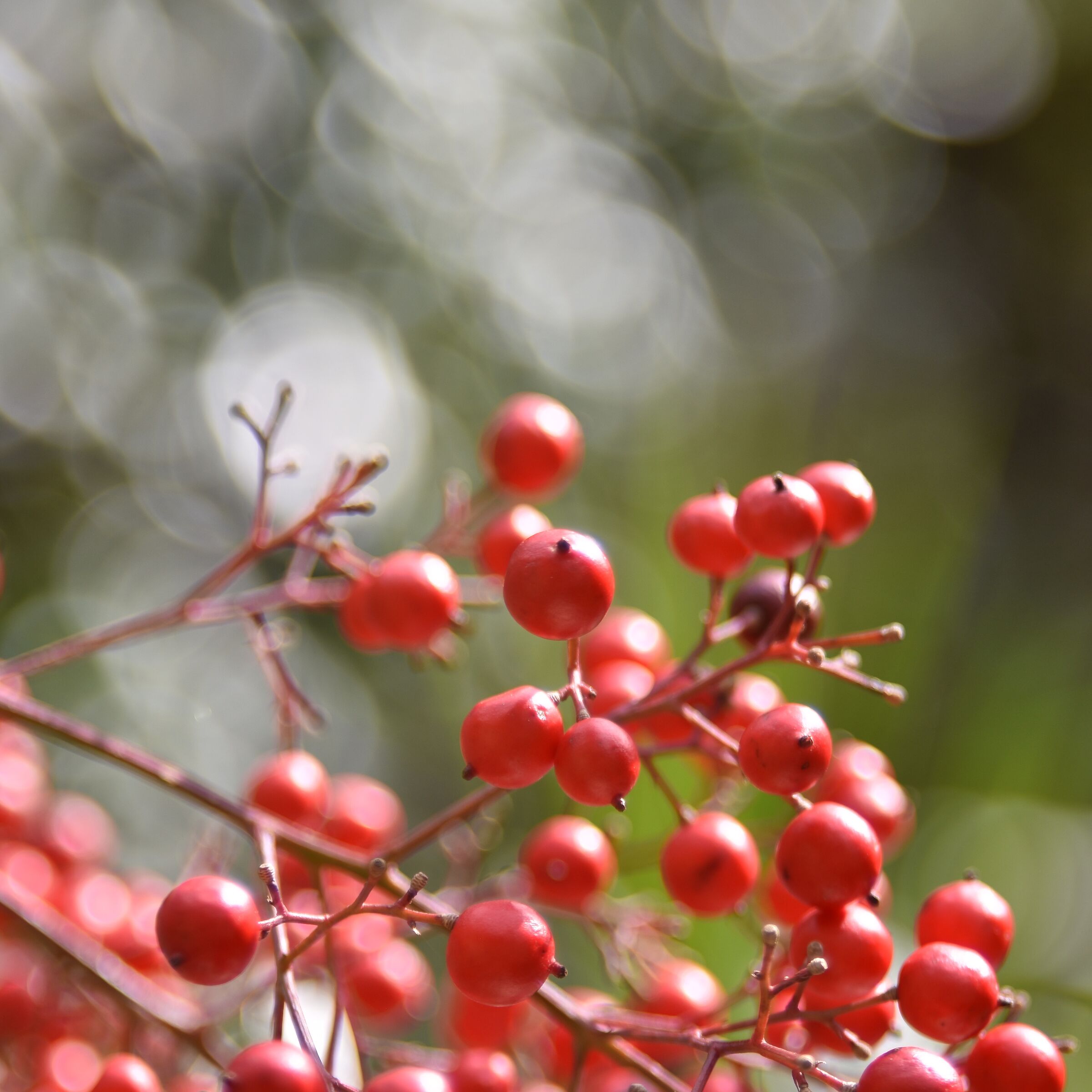Between red balls and white bubbles with Zeiss