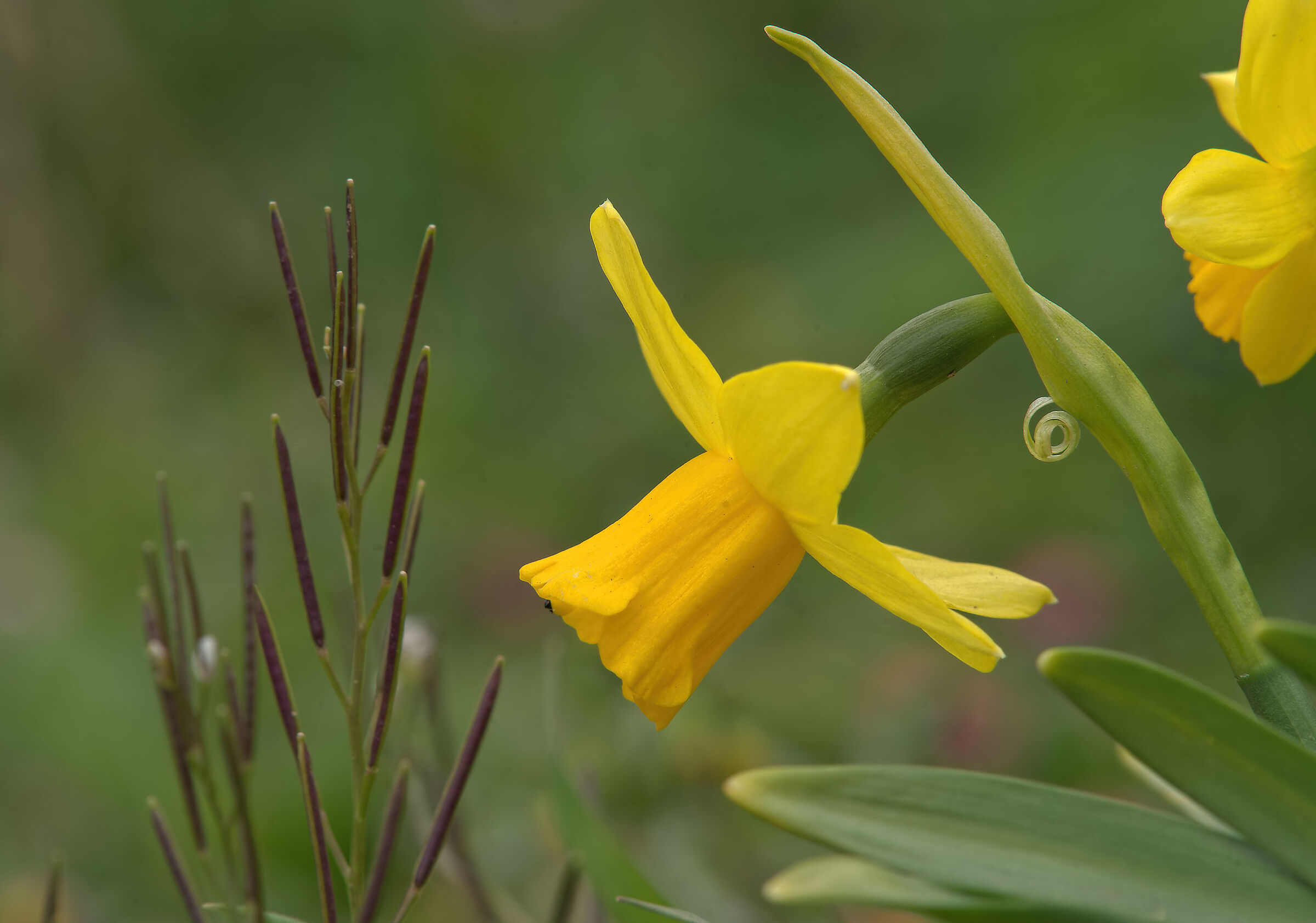 Narcissus