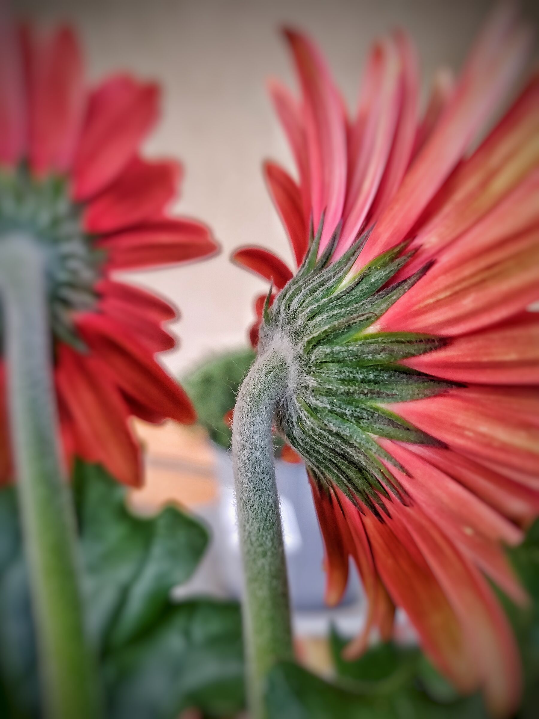 Gerbera