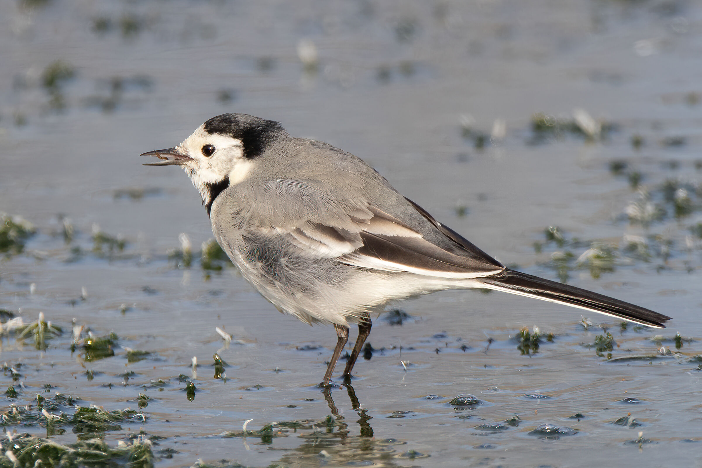 La ballerina bianca e il verme