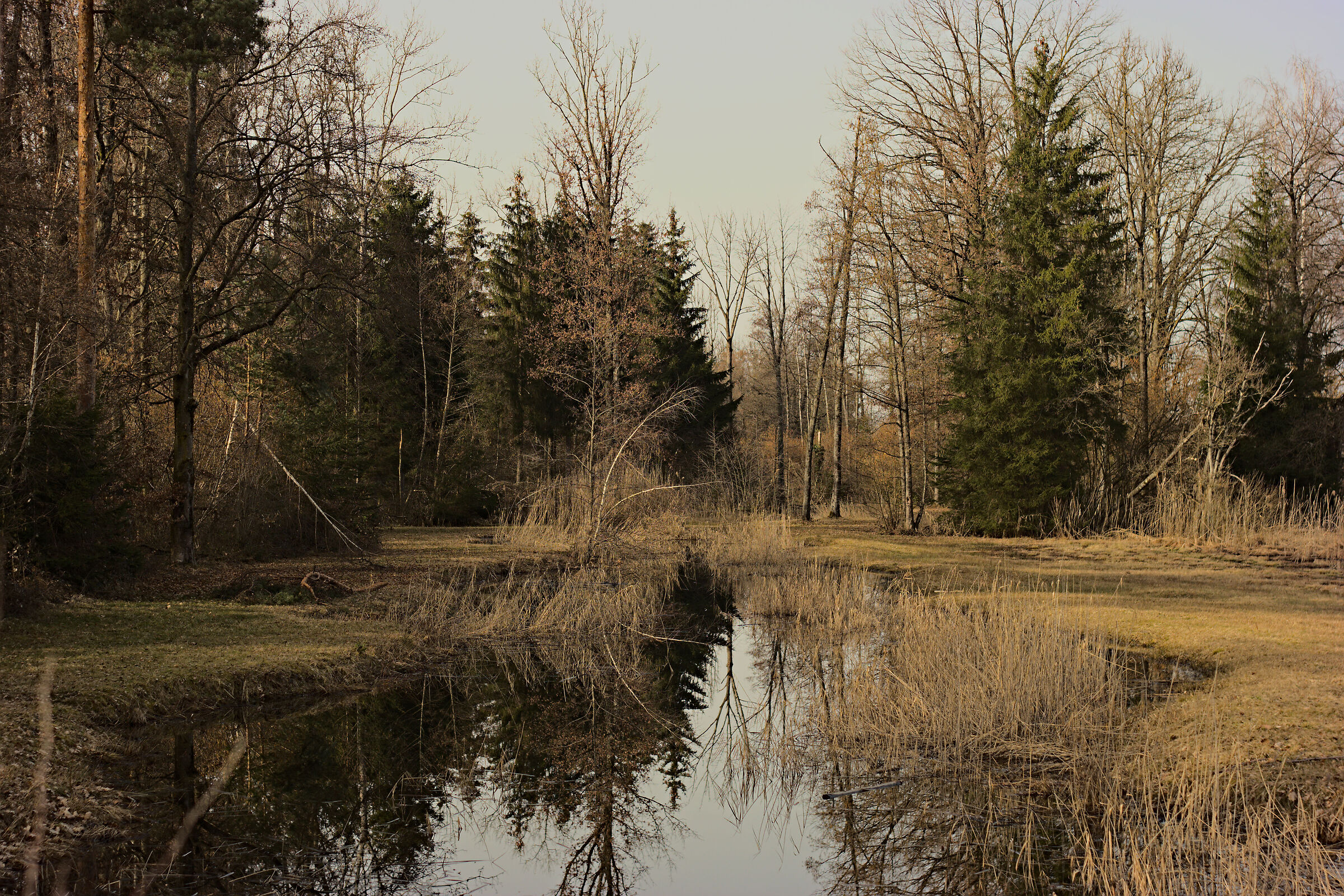 Riflessi nel bosco