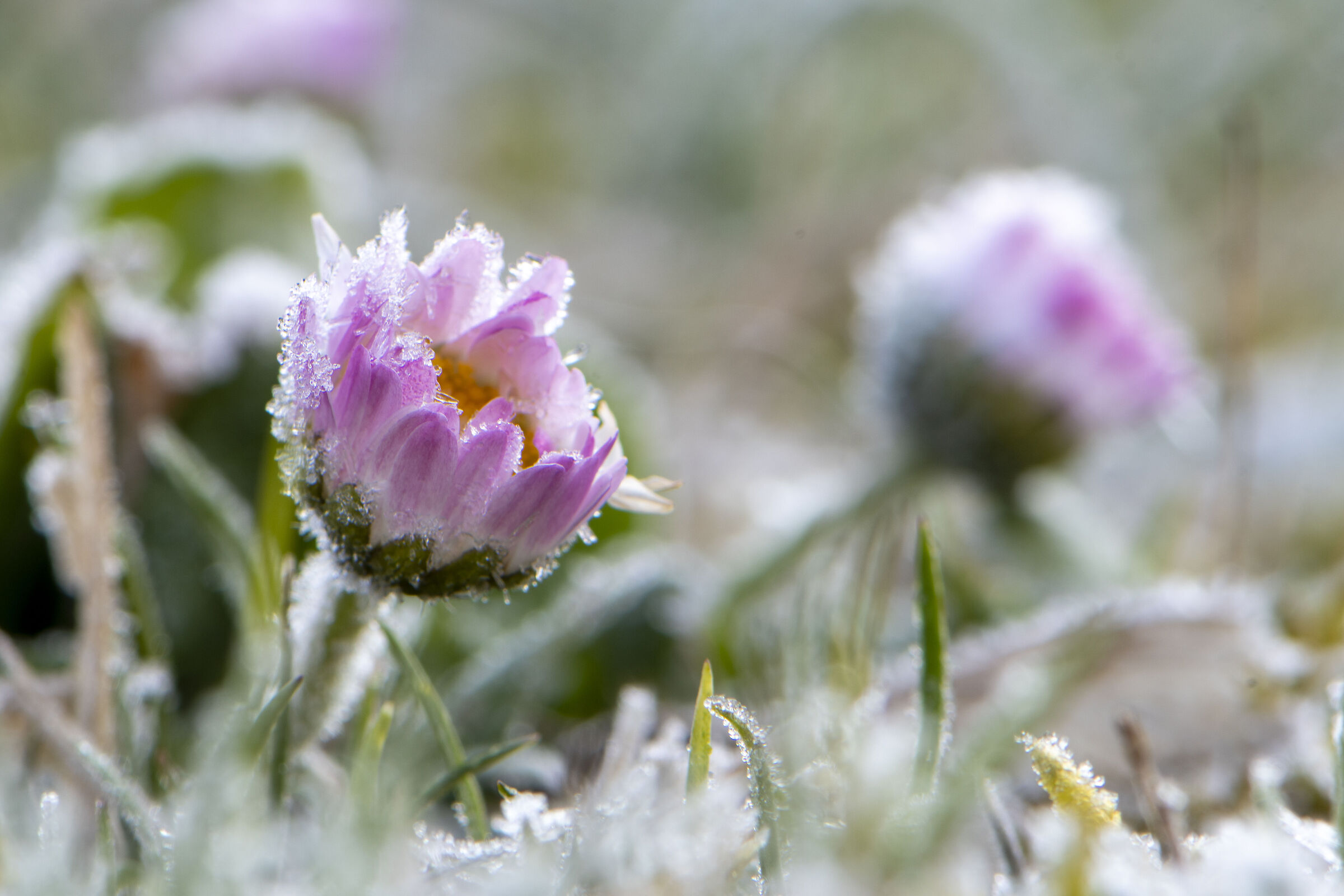 Prigionieri del ghiaccio