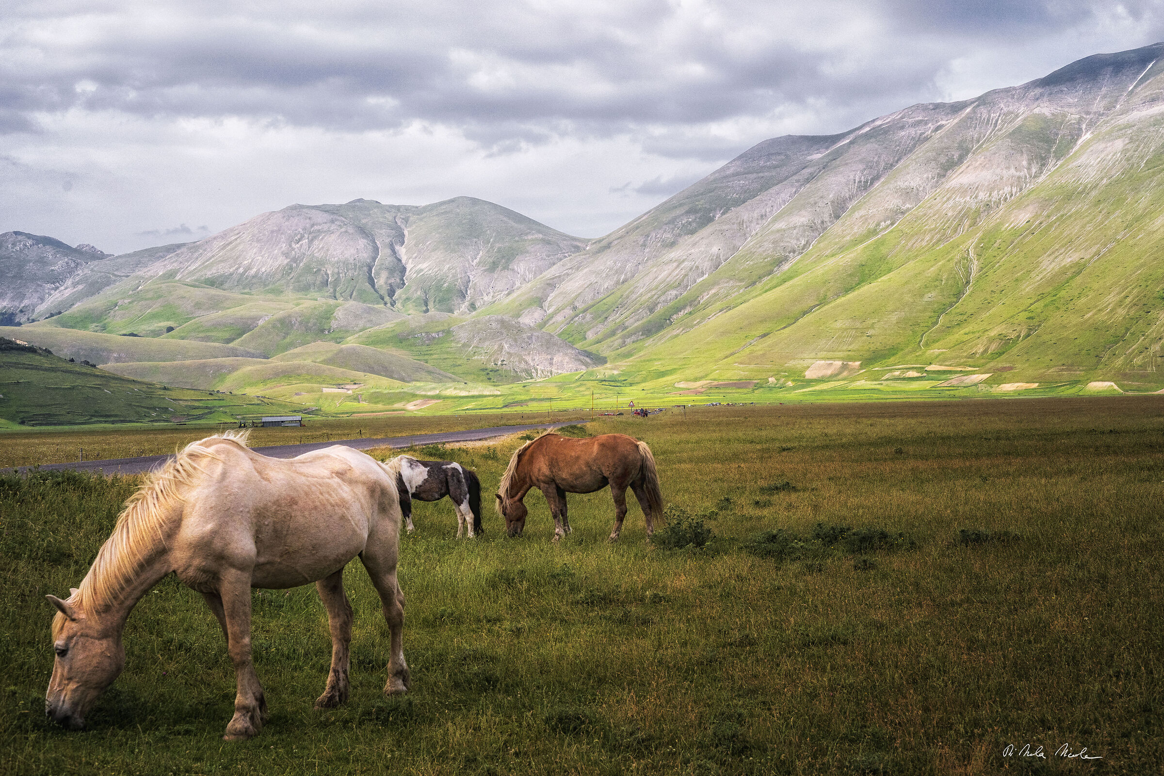 I cavalli di Castelluccio