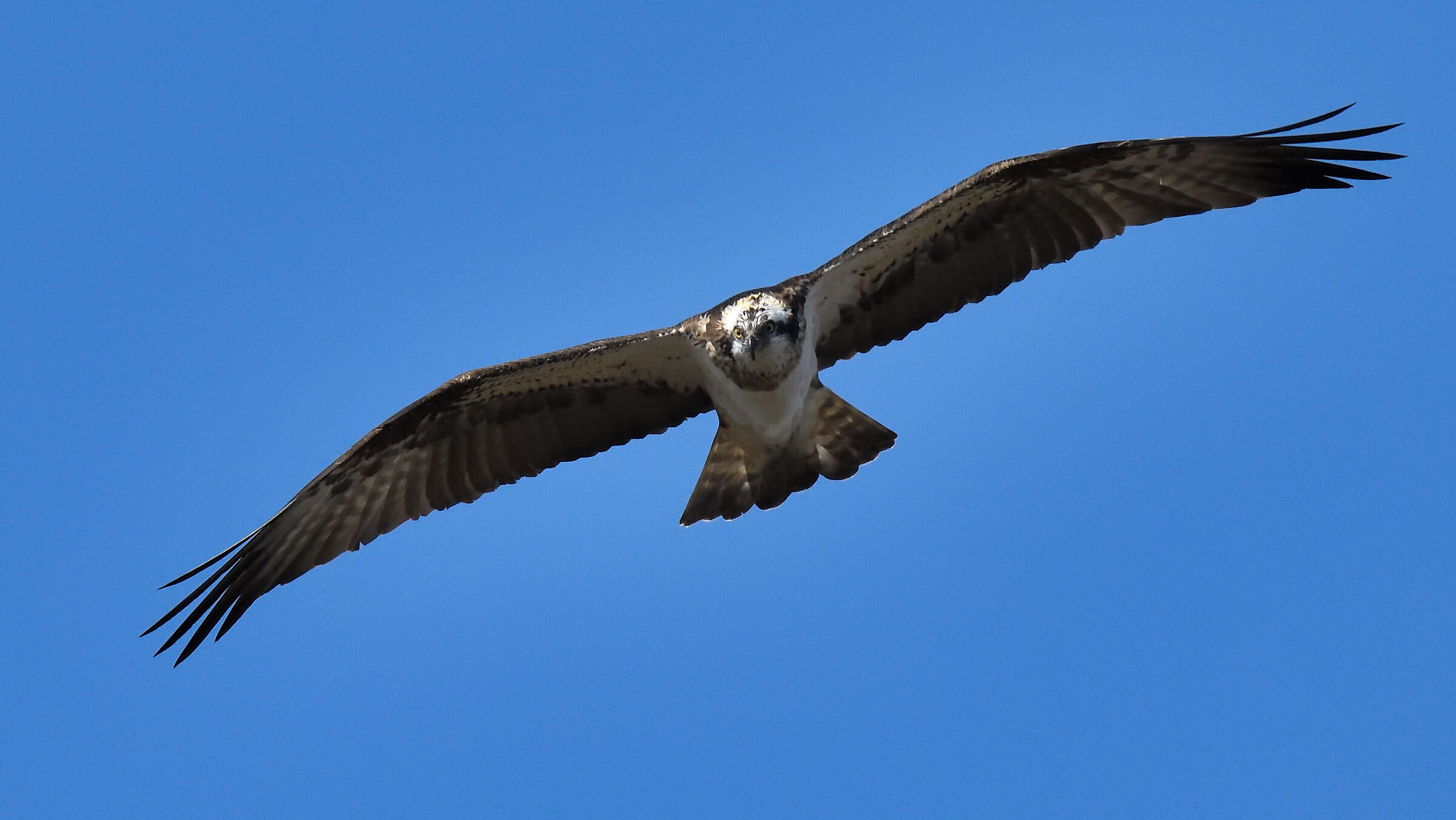 Osprey