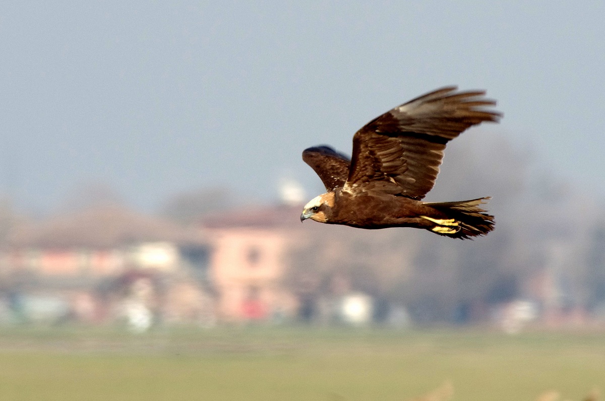 Falco di palude