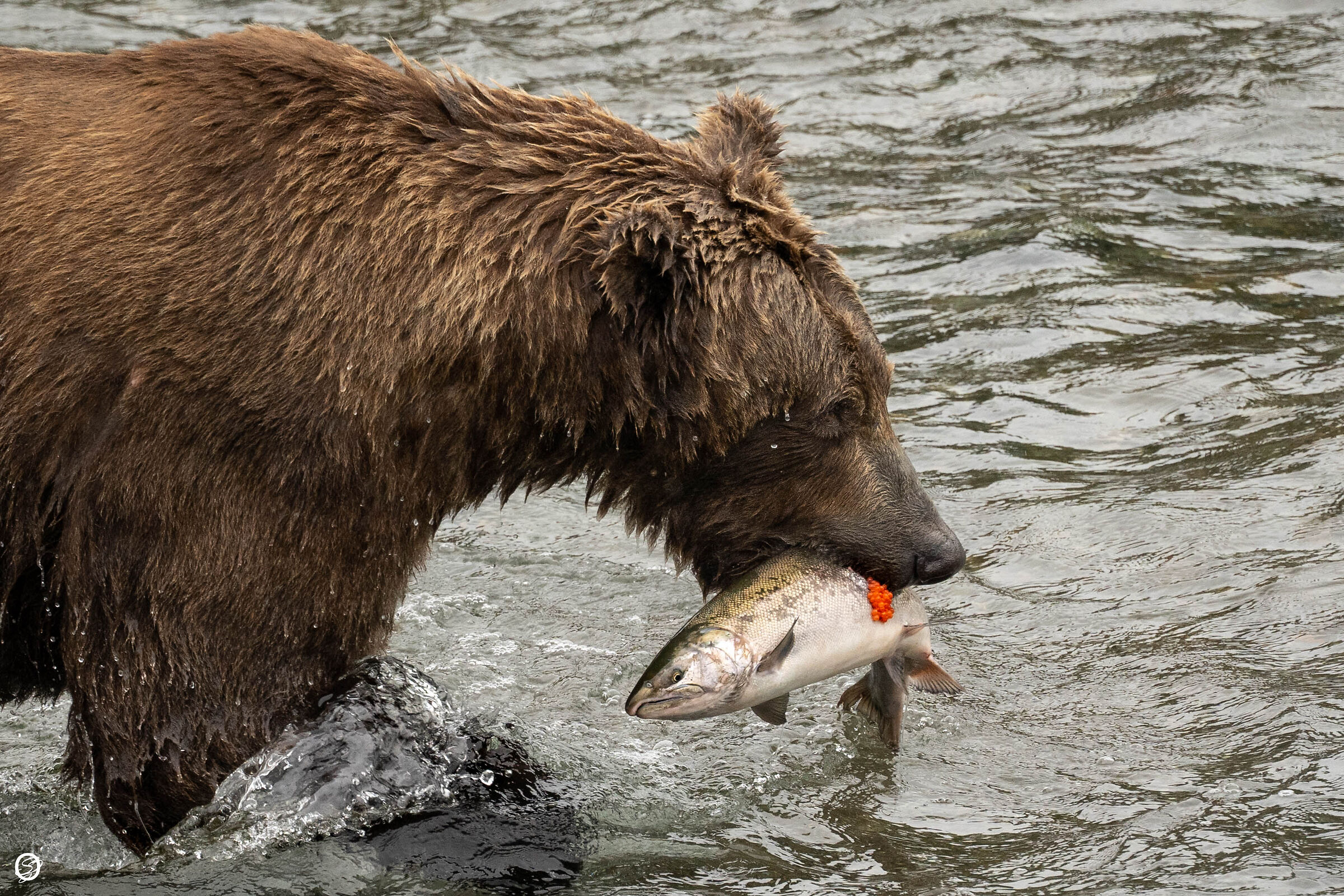 Preso, ....ma che fatica