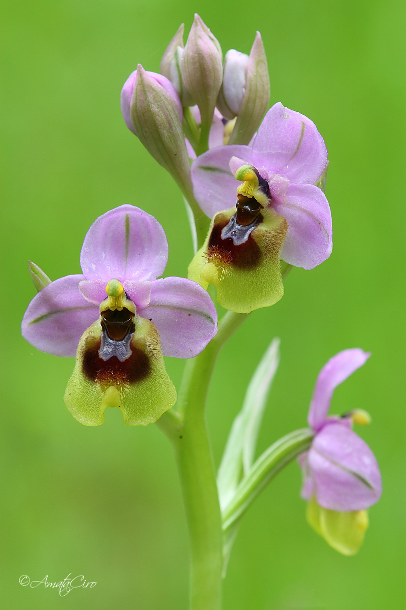 Ophrys tenthredinifera