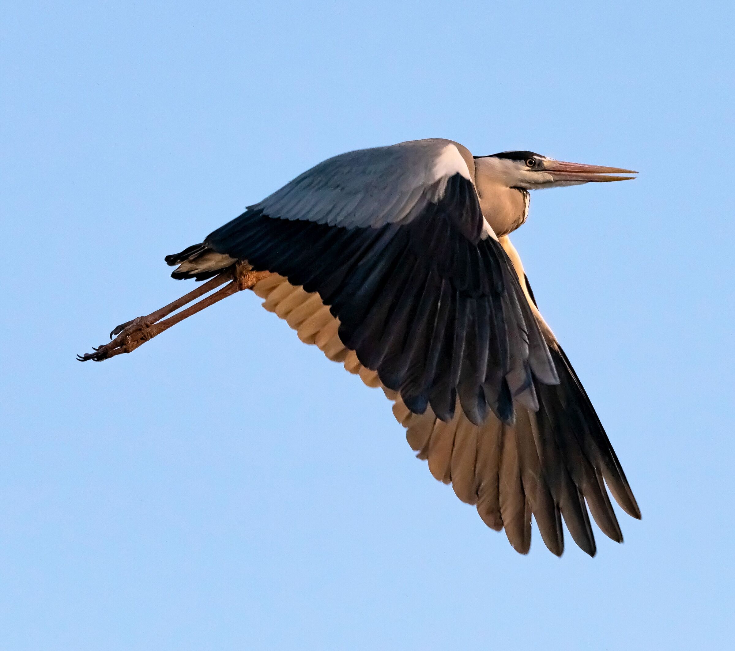 Heron Cenerino in flight on Laghetto Fametta 12/03/2021