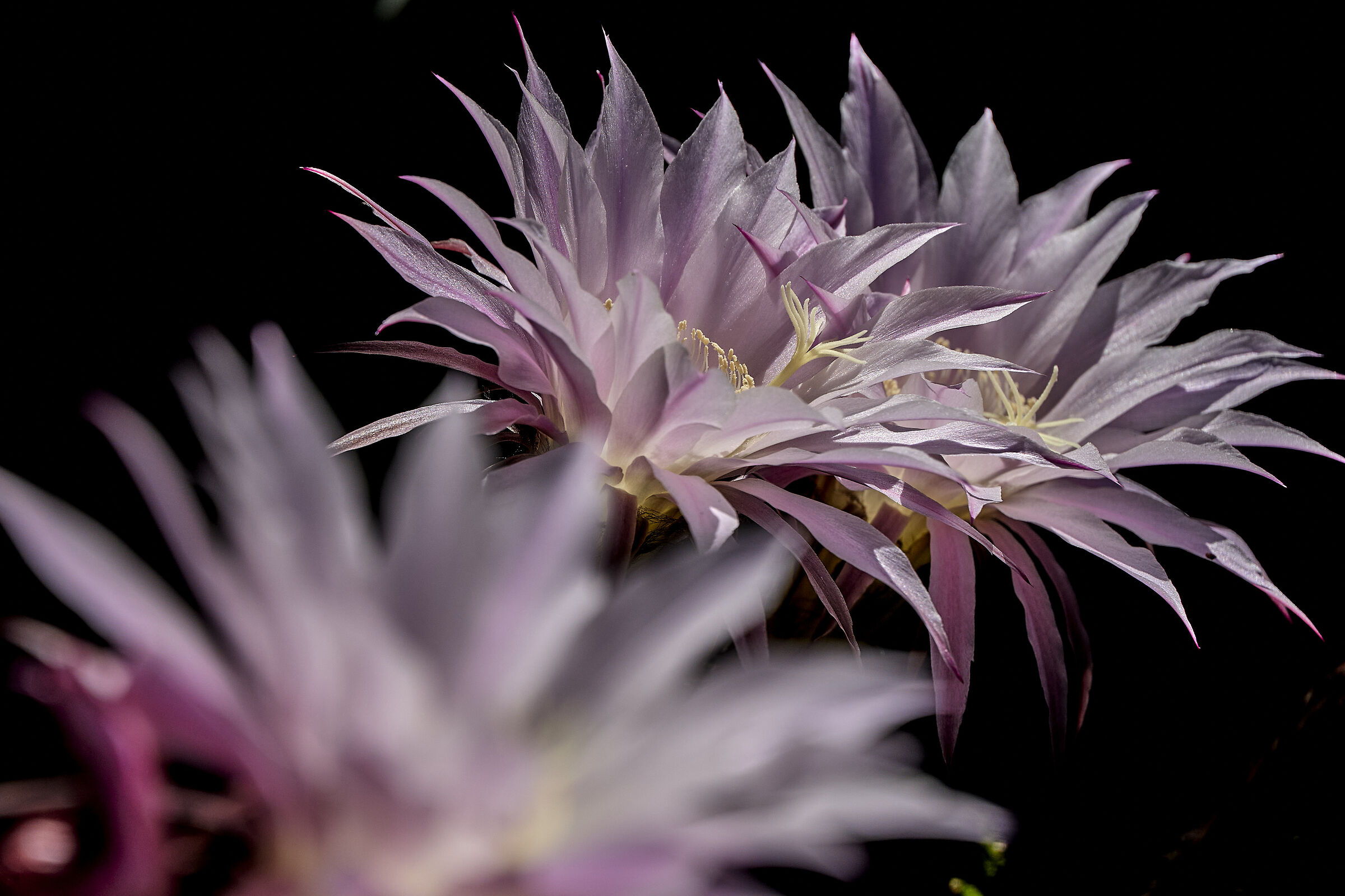 Echinopsis_ multiplex;