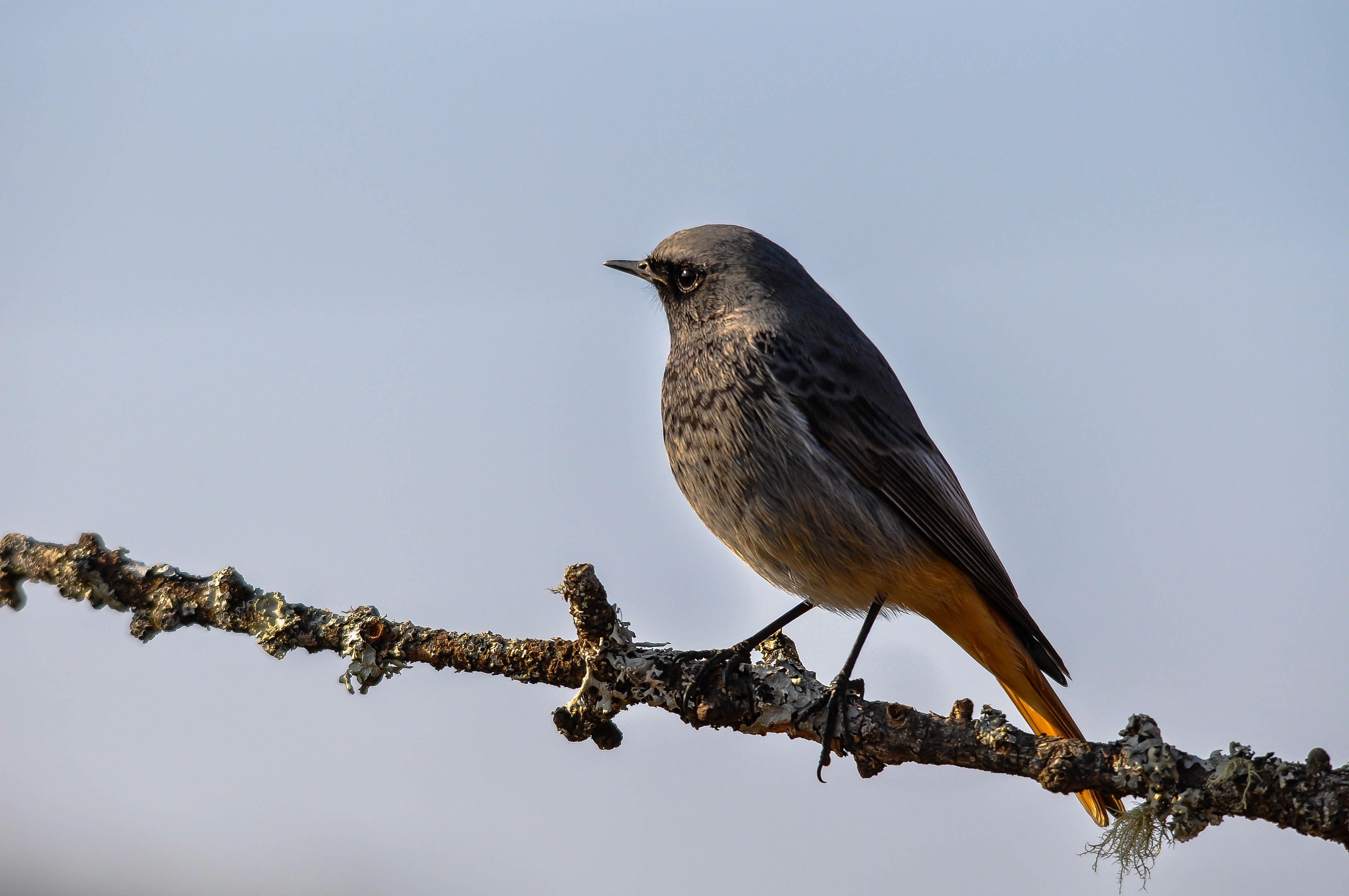 Codirosso spazzacamino