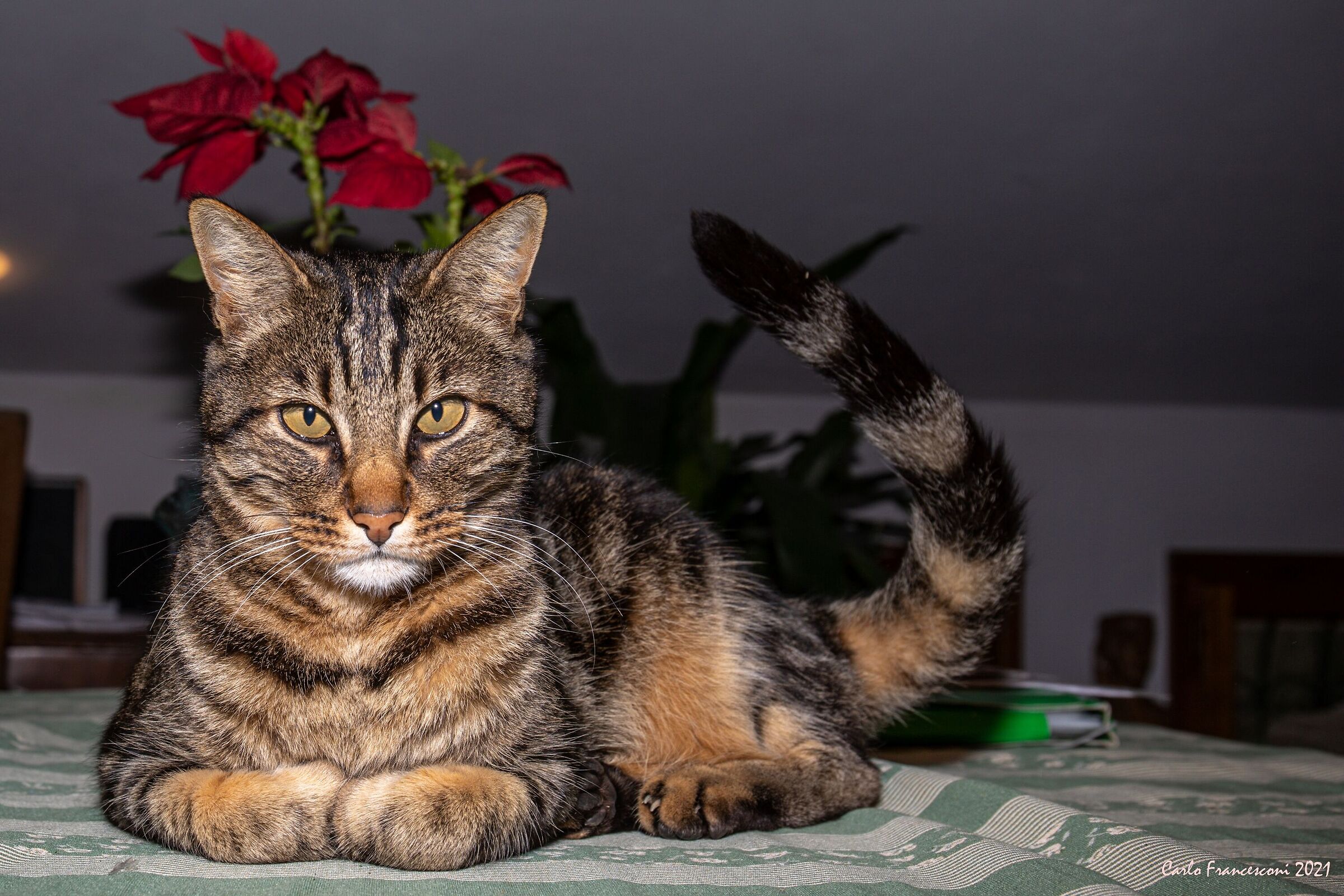 Vita da Gatti -al volo