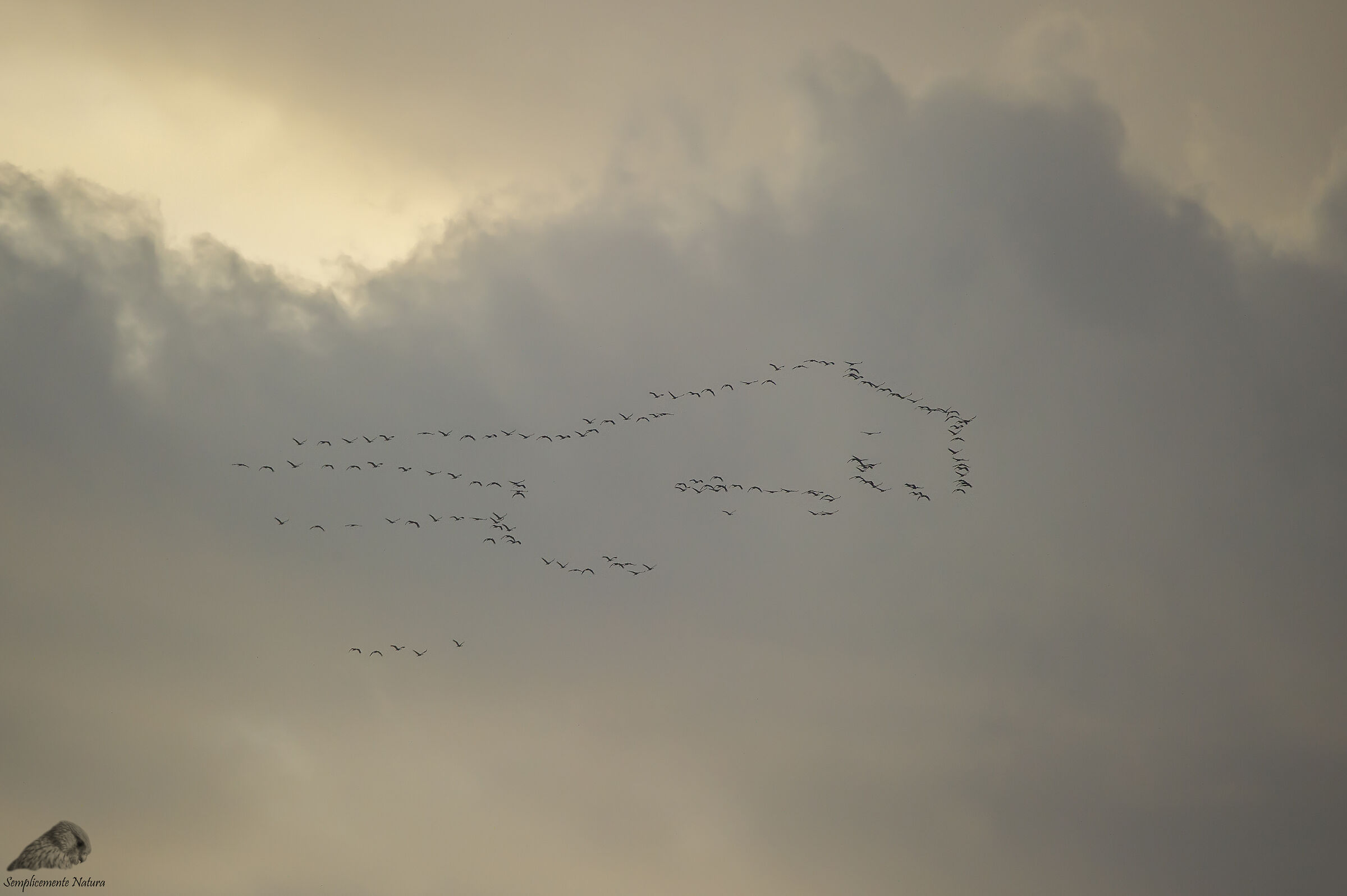 Cenerina Crane (Grus grus)