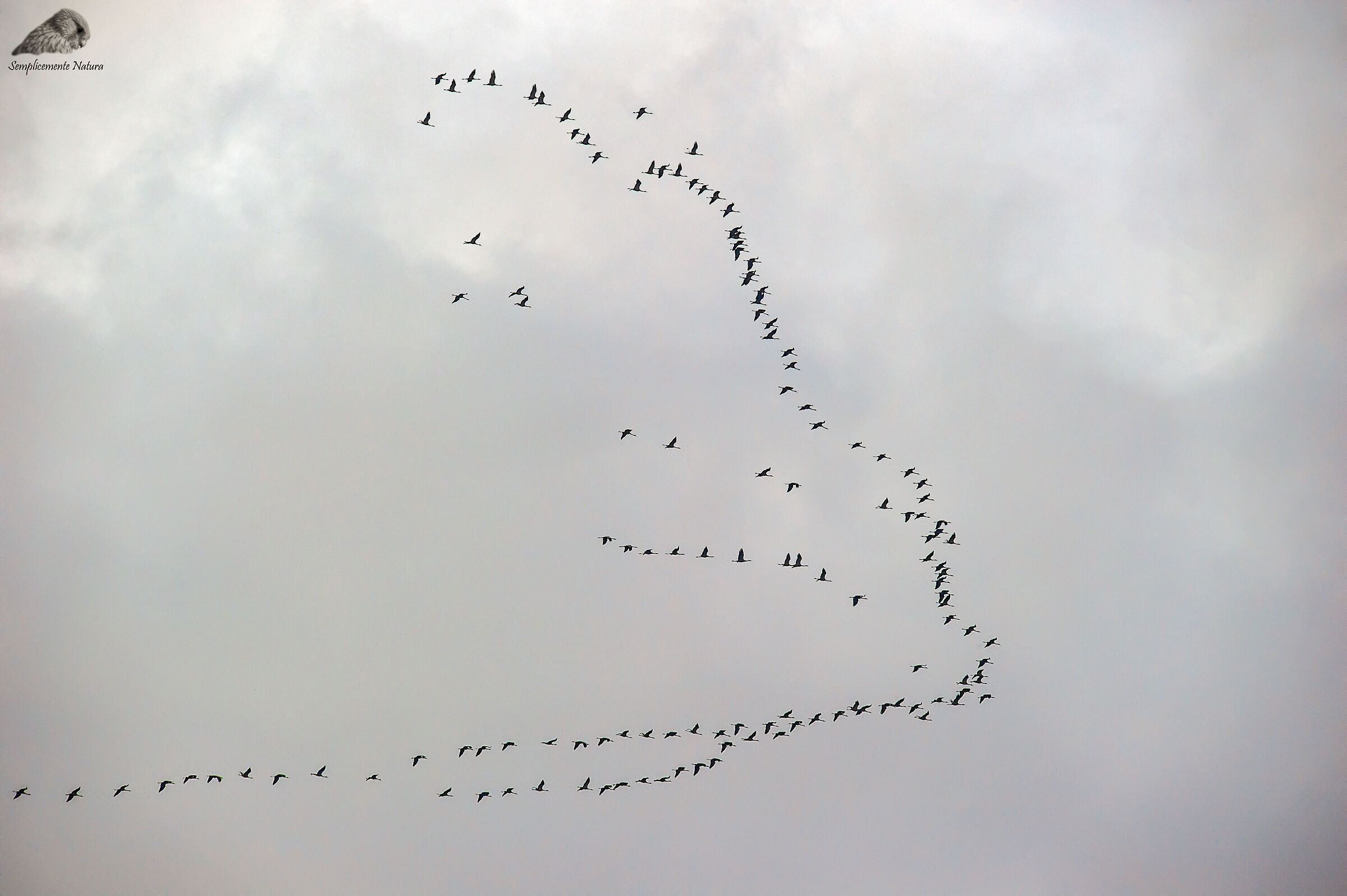 Cenerina Crane (Grus grus)
