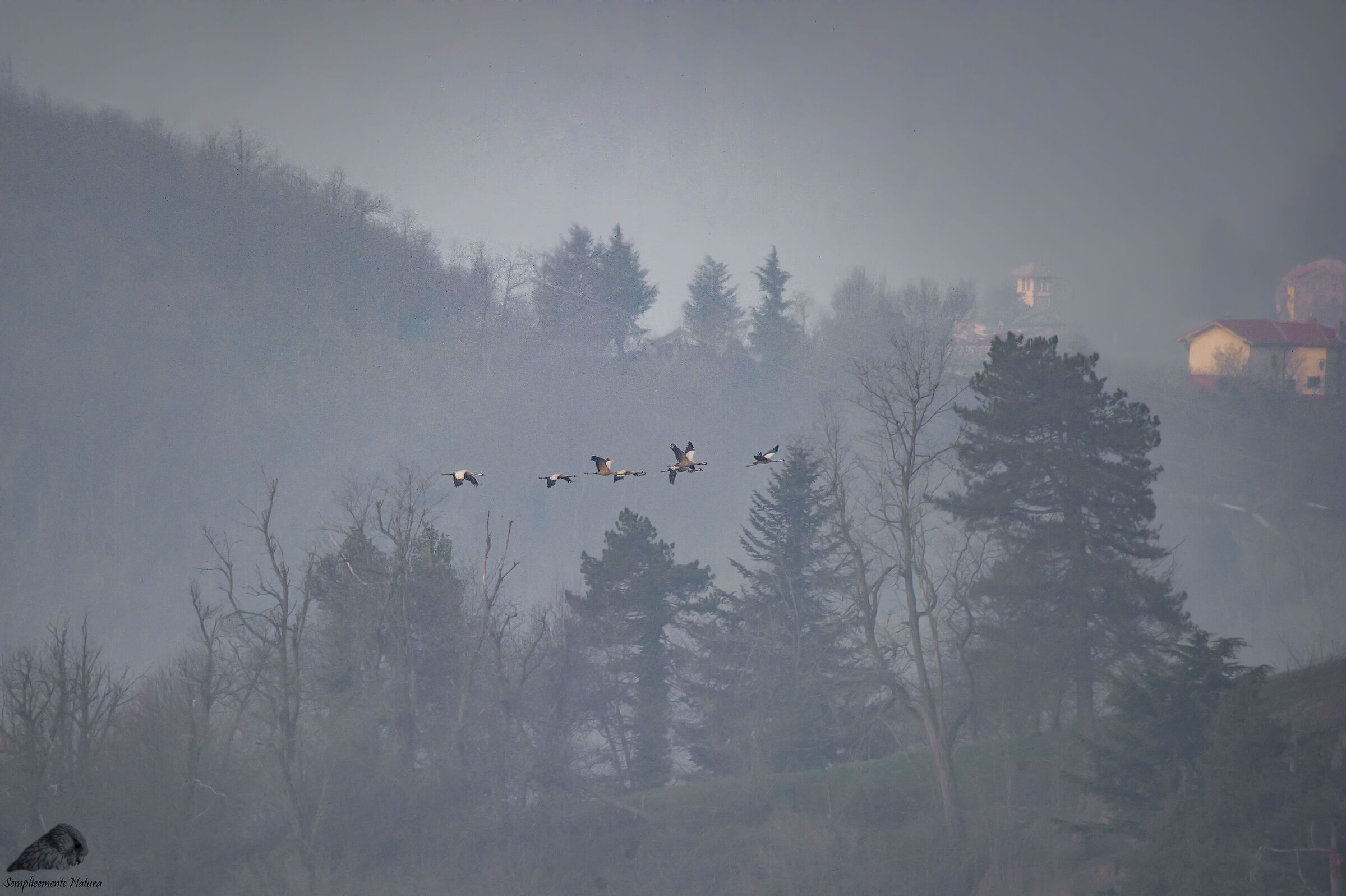 Cenerina Crane (Grus grus)