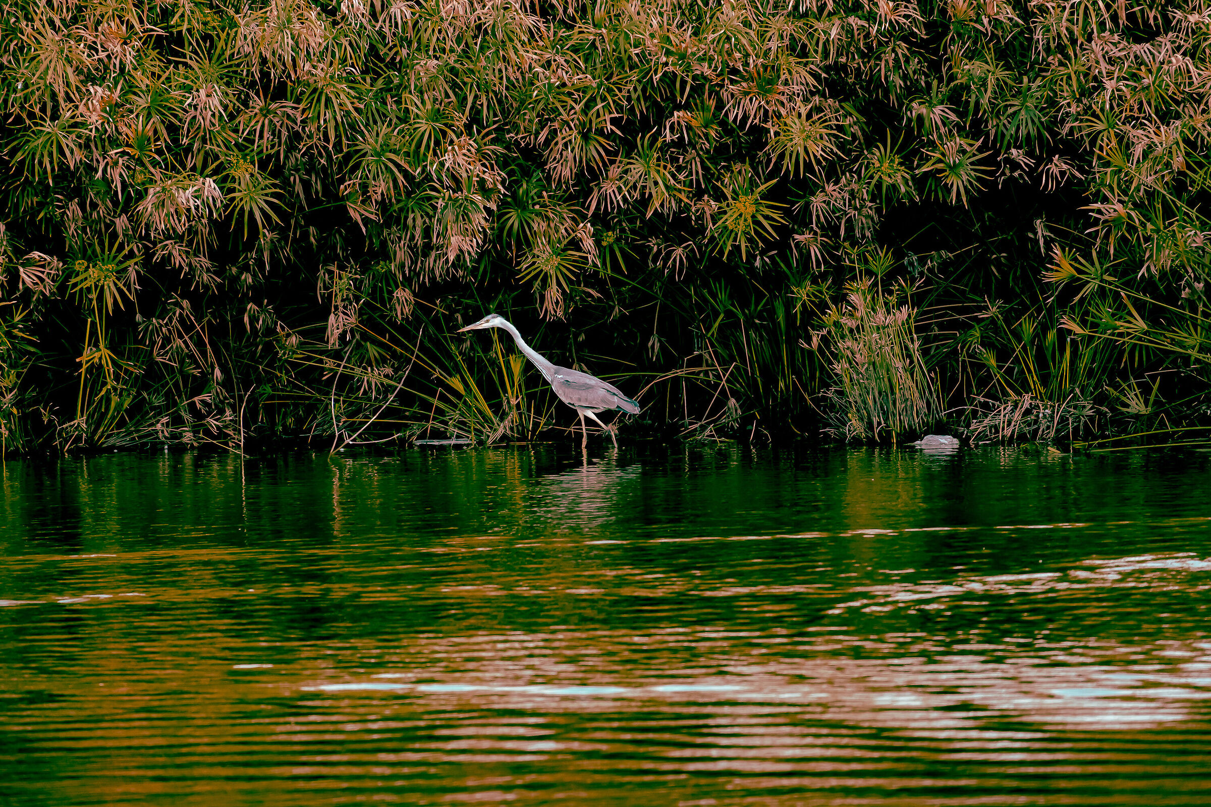 Animali fantastici e come trovarli