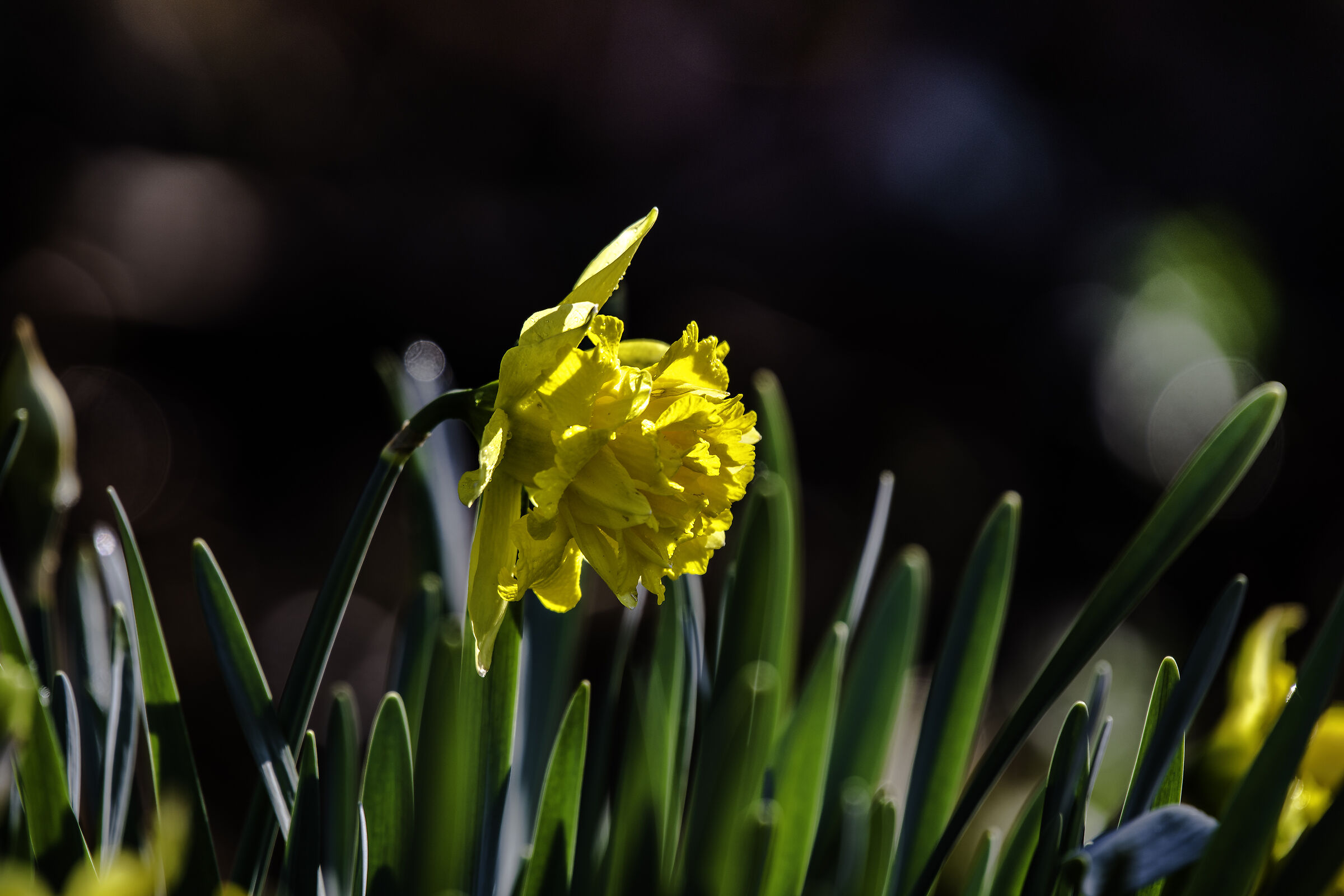 Daffodil