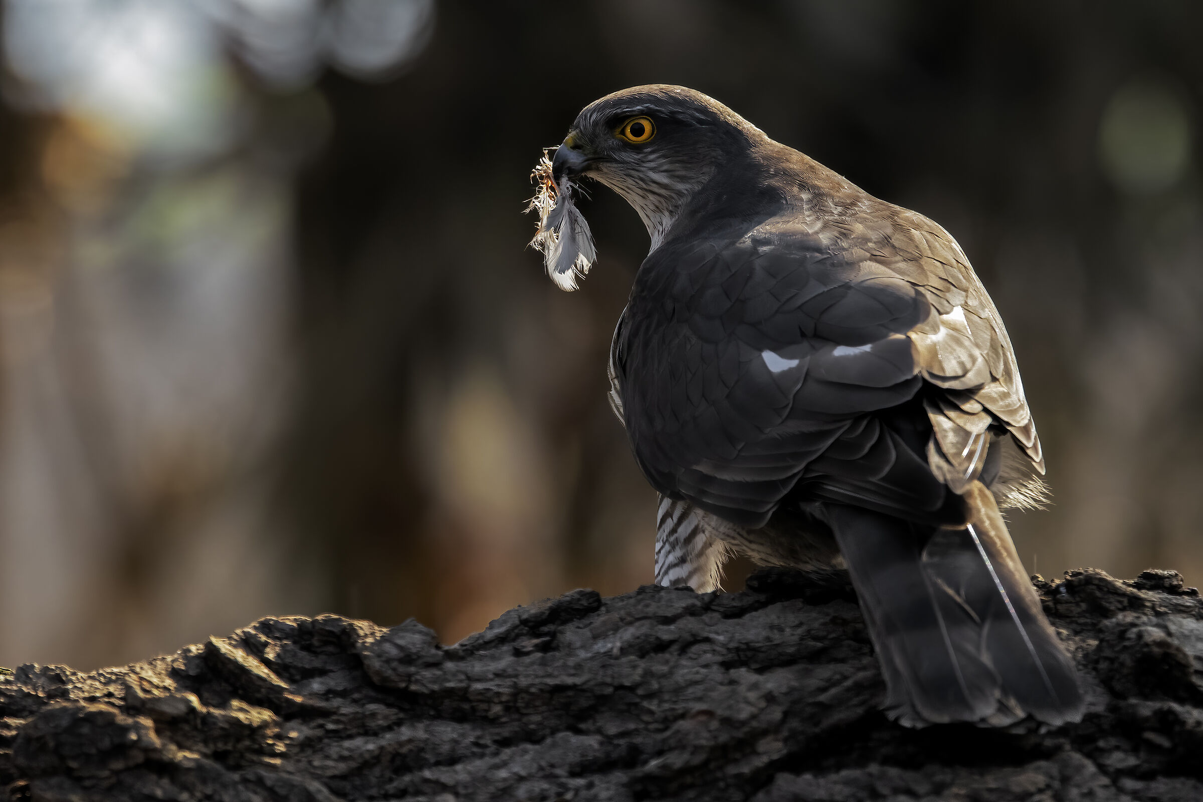Sparrowhawk