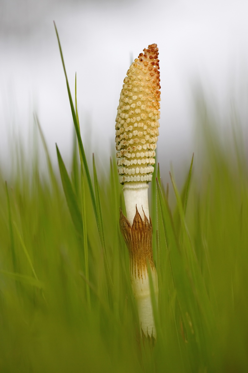 Telmate's horsetail