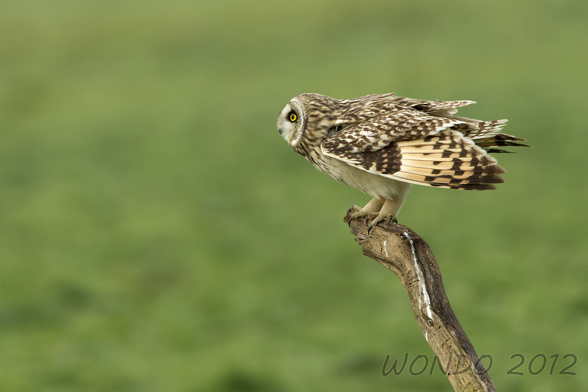 short-eared owl in starting