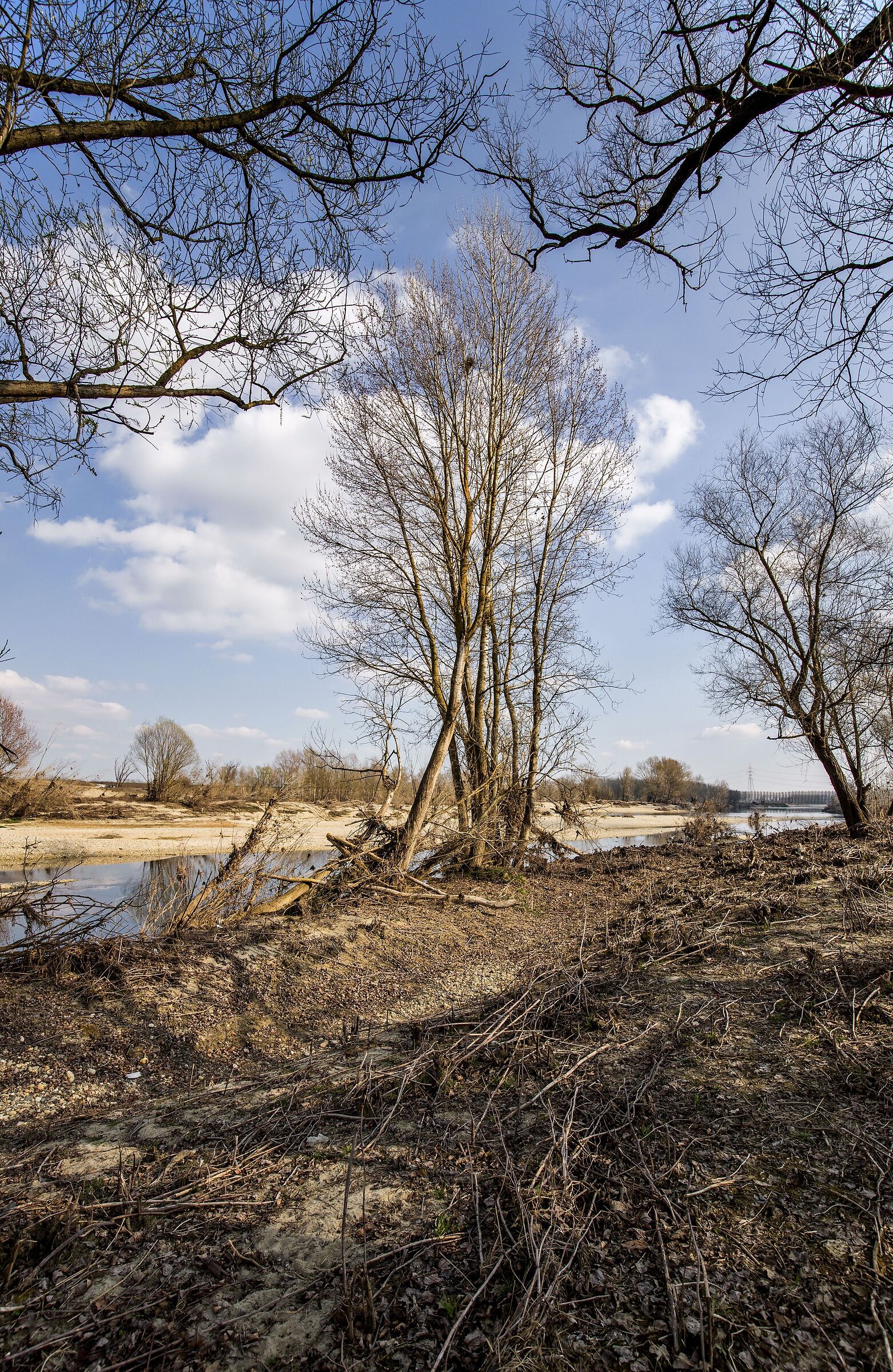 Lungo il Sesia, tra rami e ramaglie