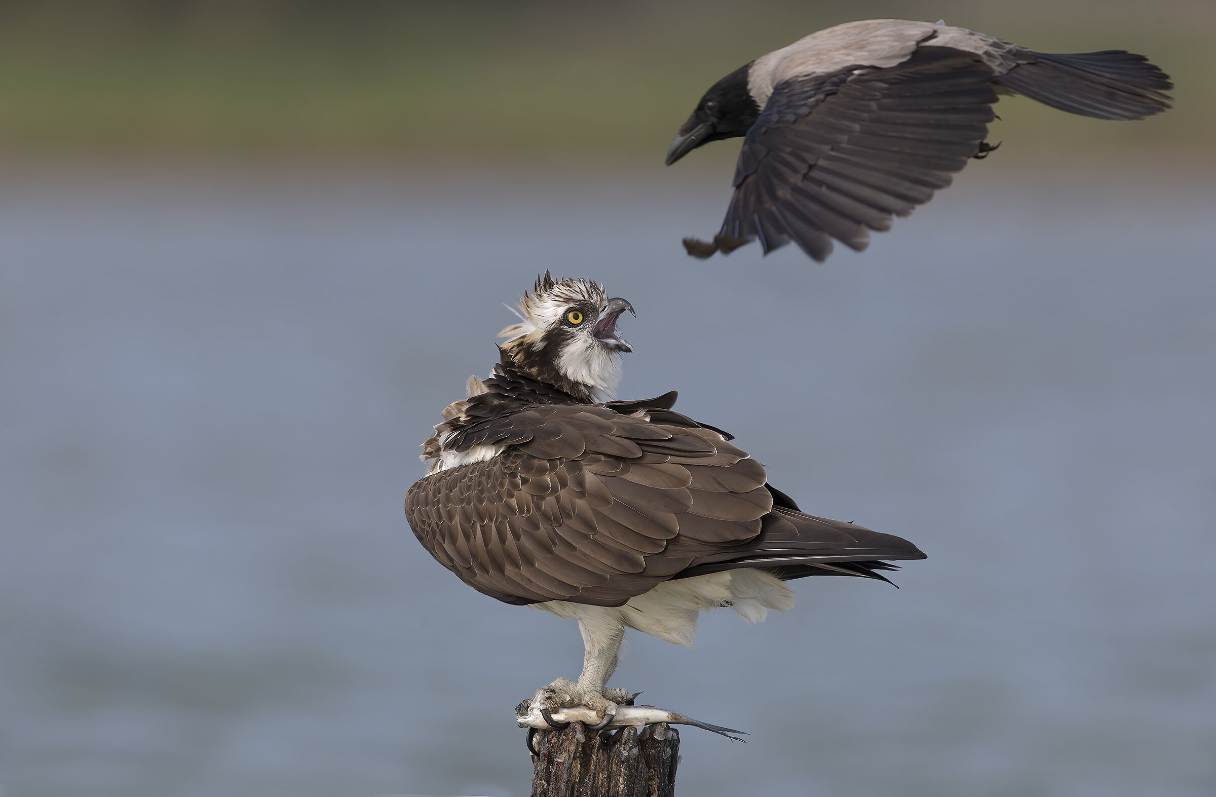 solo le cornacchie....