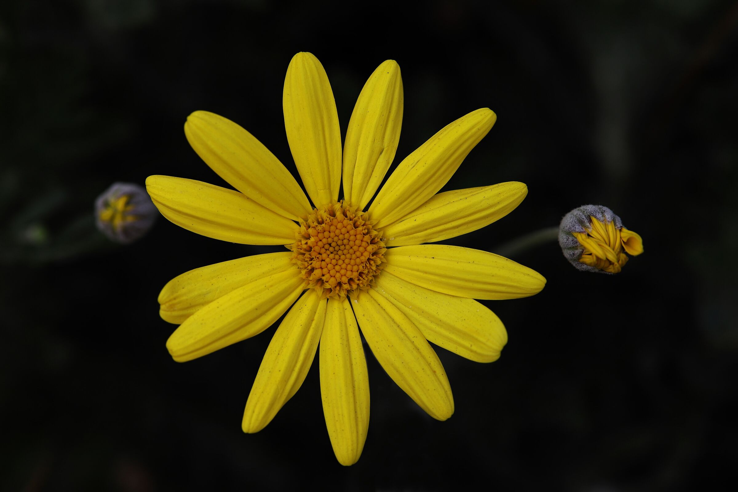 Yellow flower