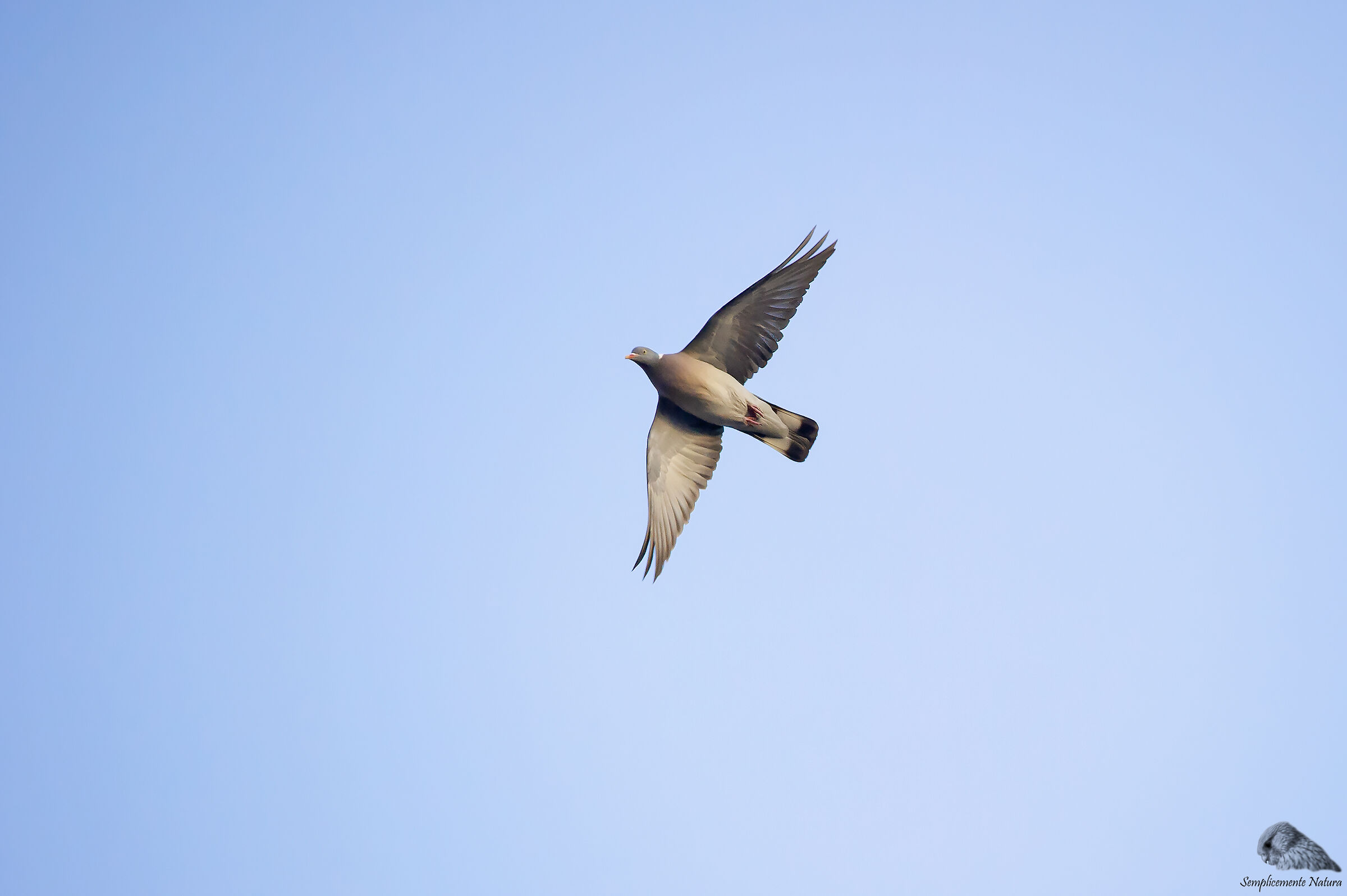 Dove (Columba palumbus)