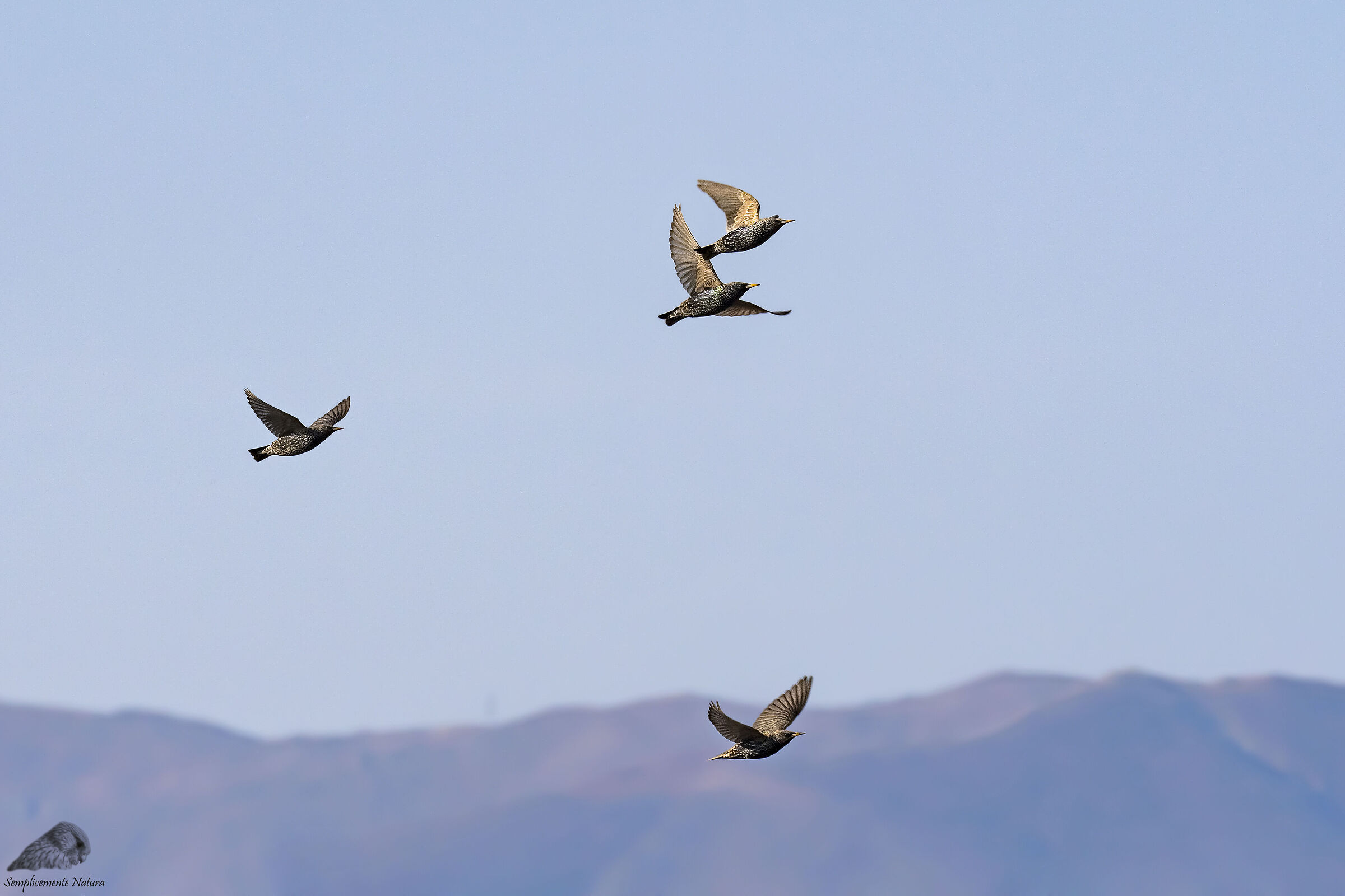 Starling (Sturnus vulgaris)