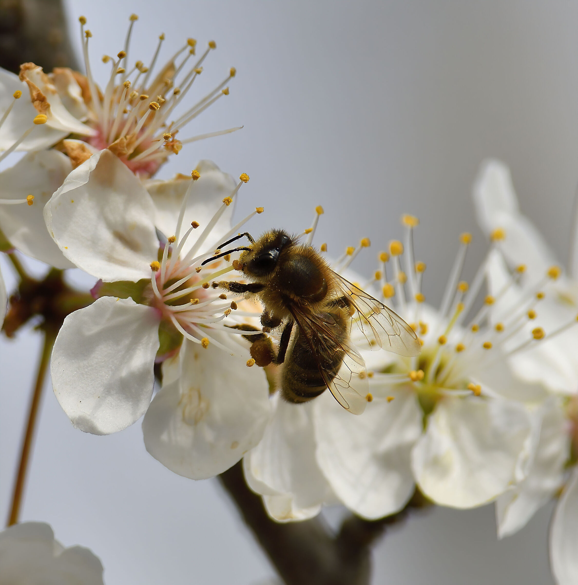 Le prime impollinazioni...