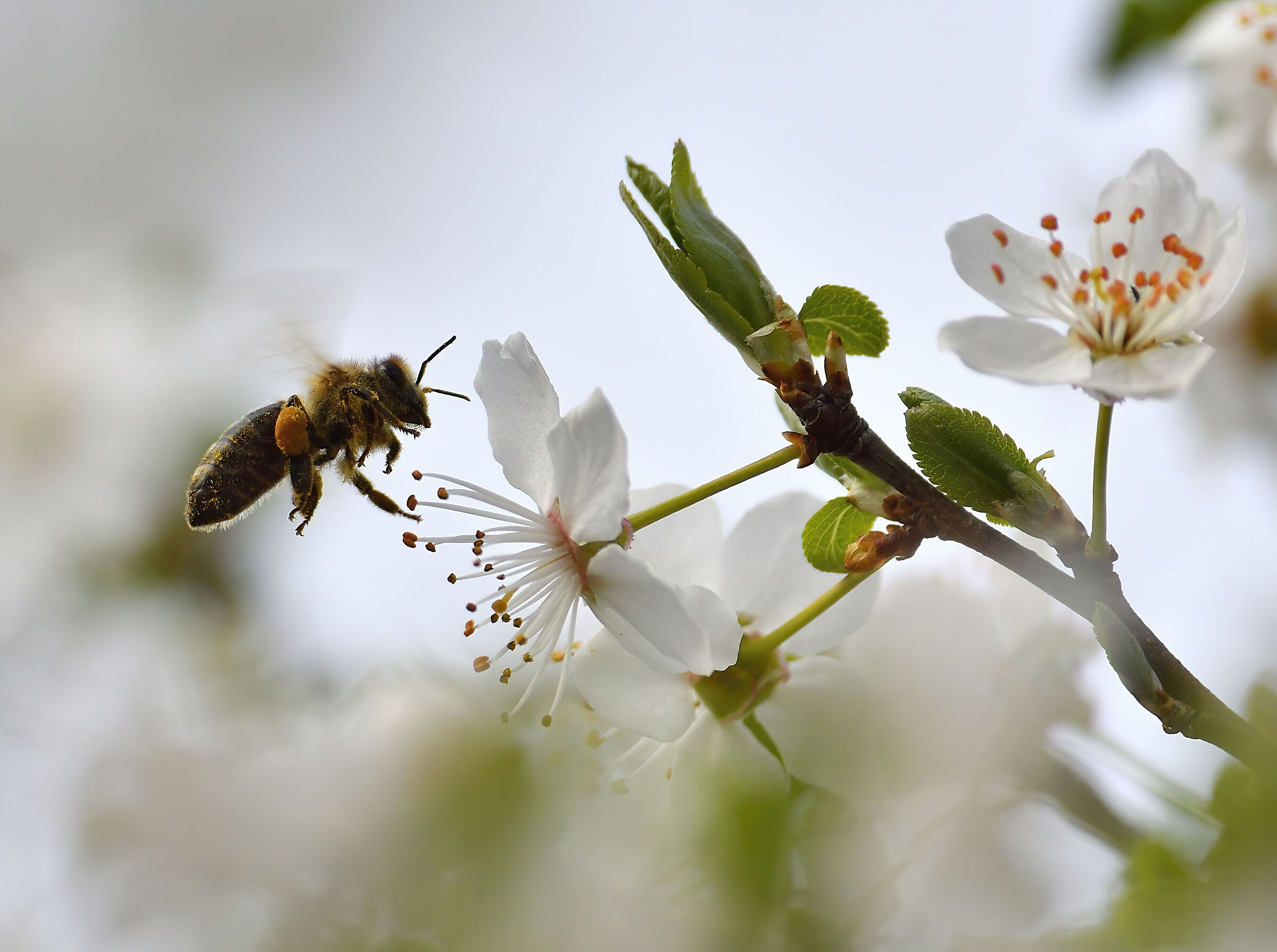 Attirata dal fiore...